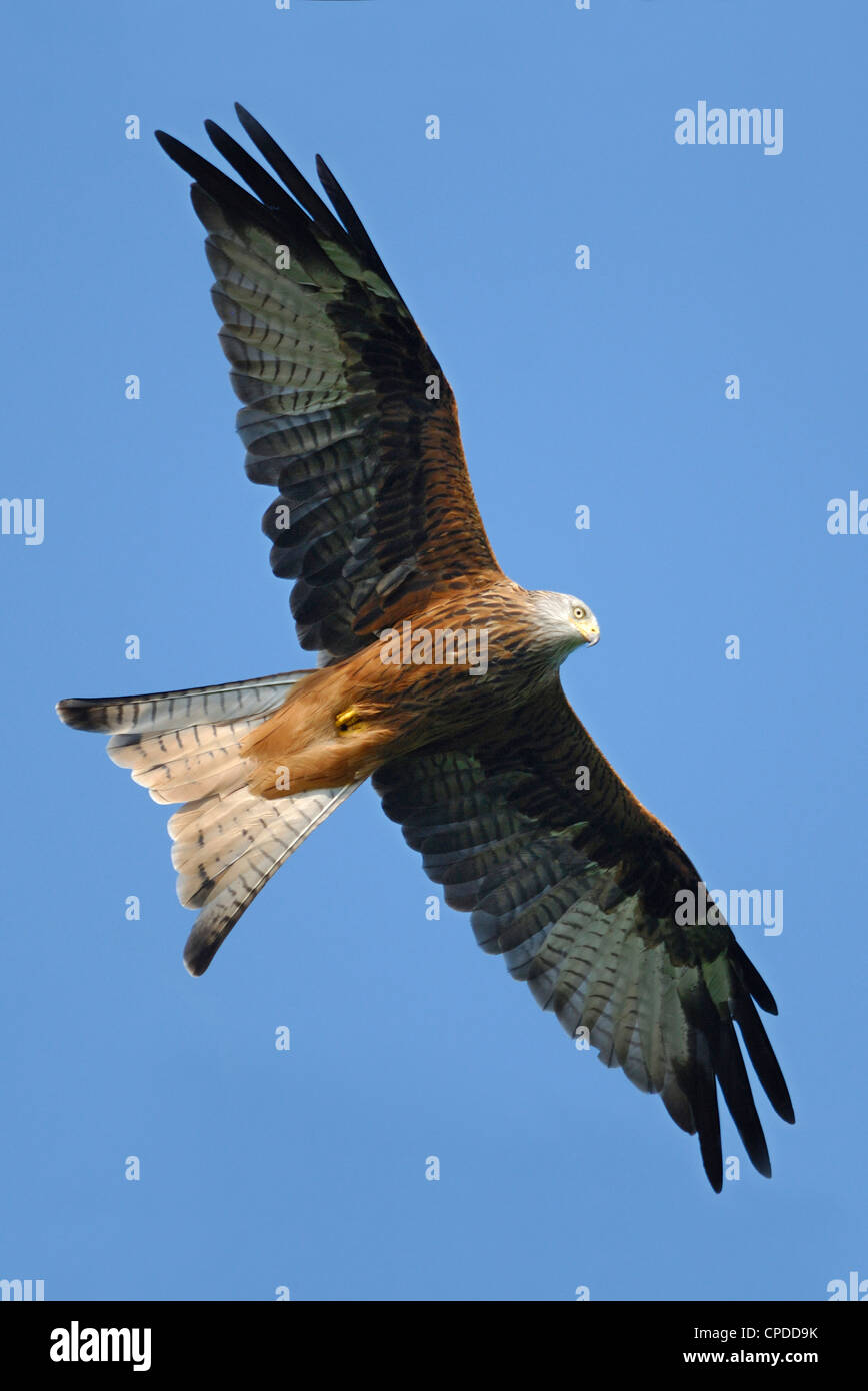 Nibbio reale (Milvus milvus) volare sopra il Parco Nazionale di Brecon Beacons, Wales, Regno Unito Foto Stock