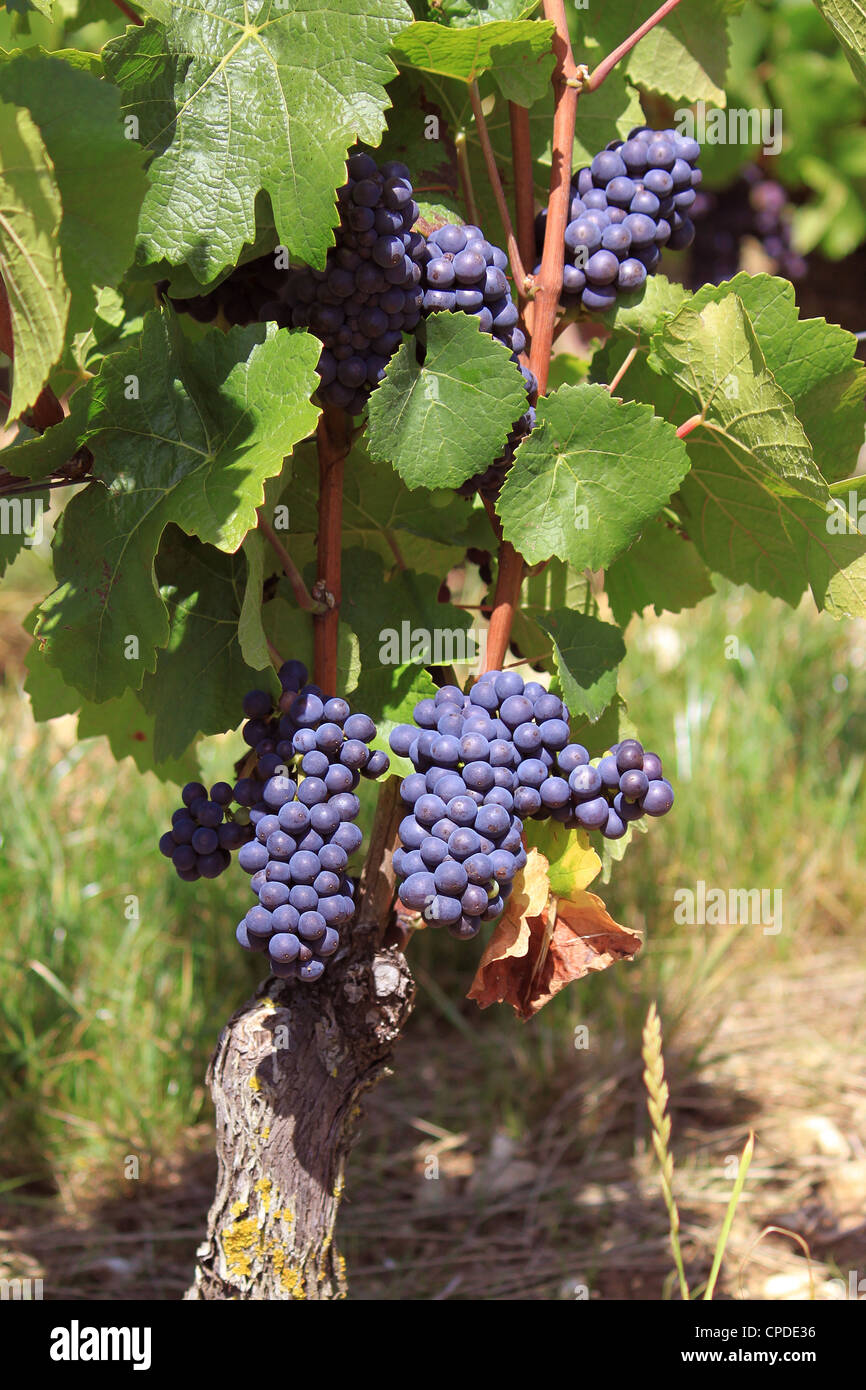 I grappoli di uva sulla vite in una vigna prima del raccolto Foto Stock