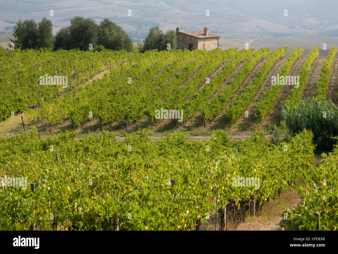 Un vigneto in autunno vicino a Montalcino, Toscana, Italia, Europa Foto Stock