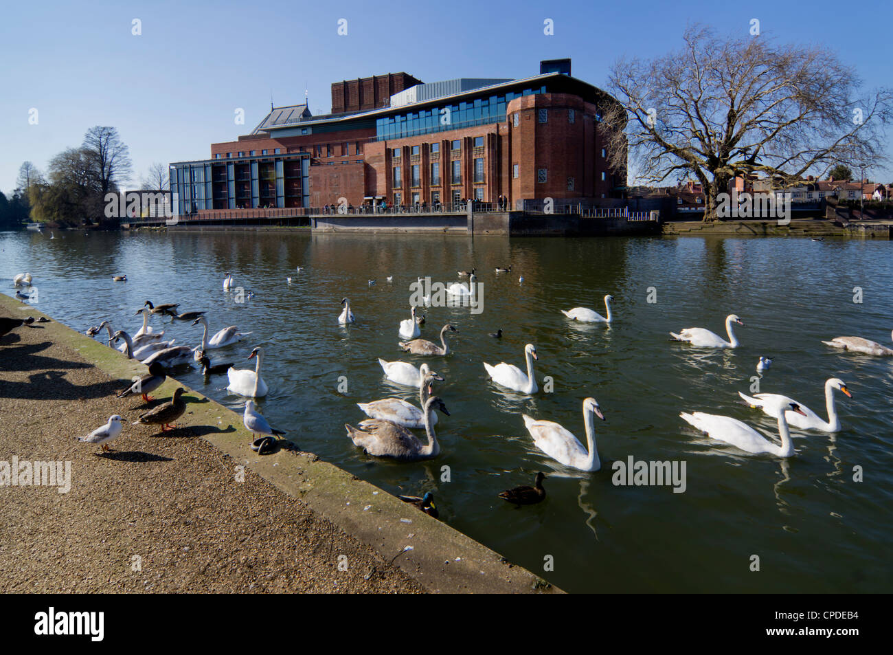 Teatro e cigni sul fiume Avon, Stratford upon Avon, Warwickshire, Inghilterra, Regno Unito, Europa Foto Stock
