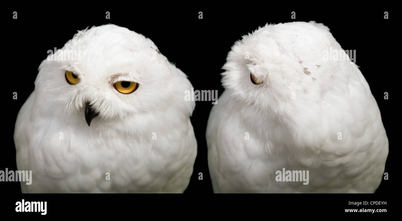 Civetta delle nevi (bubo scandiacus) dimostra il suo collo flessibile isolato su nero Foto Stock