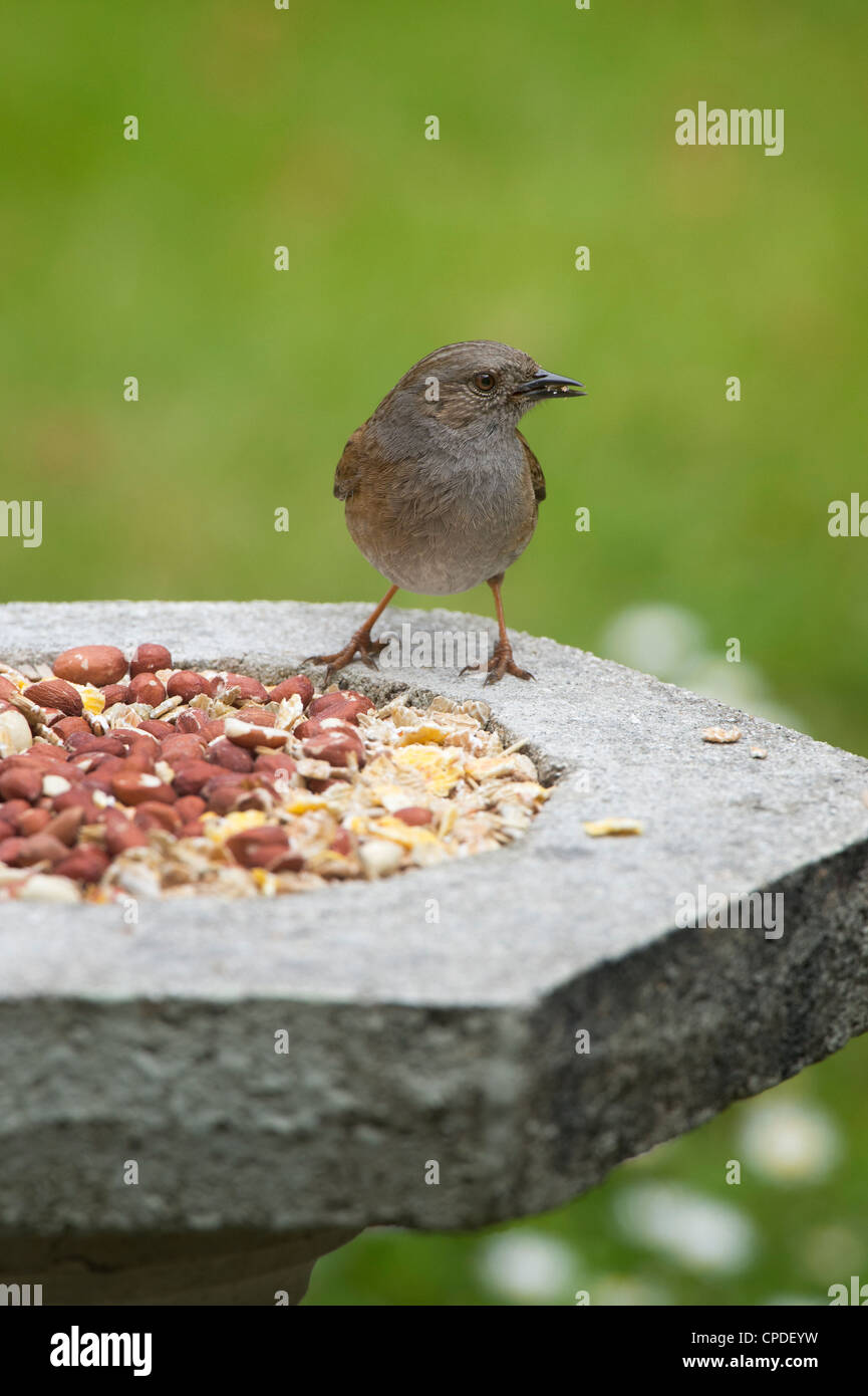 Dunnock alimentazione da un uccello di pietra tabella Foto Stock