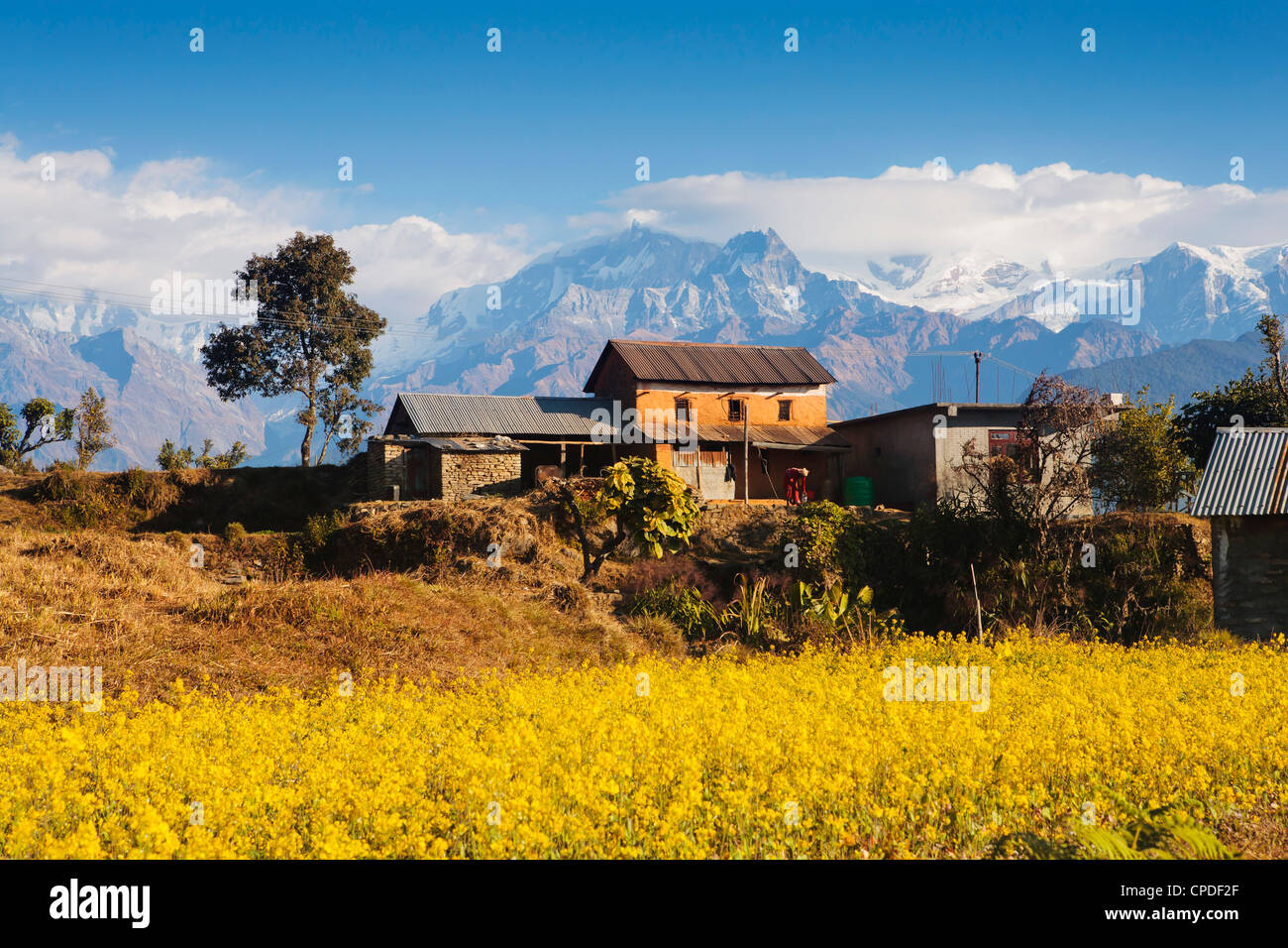 Campi di senape con la catena Hannapurna dell'Himalaya in background, Gandaki, Nepal, Asia Foto Stock