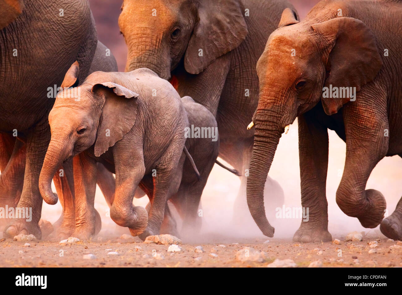 Una mandria di elefanti in corsa nel deserto di Etosha Foto Stock