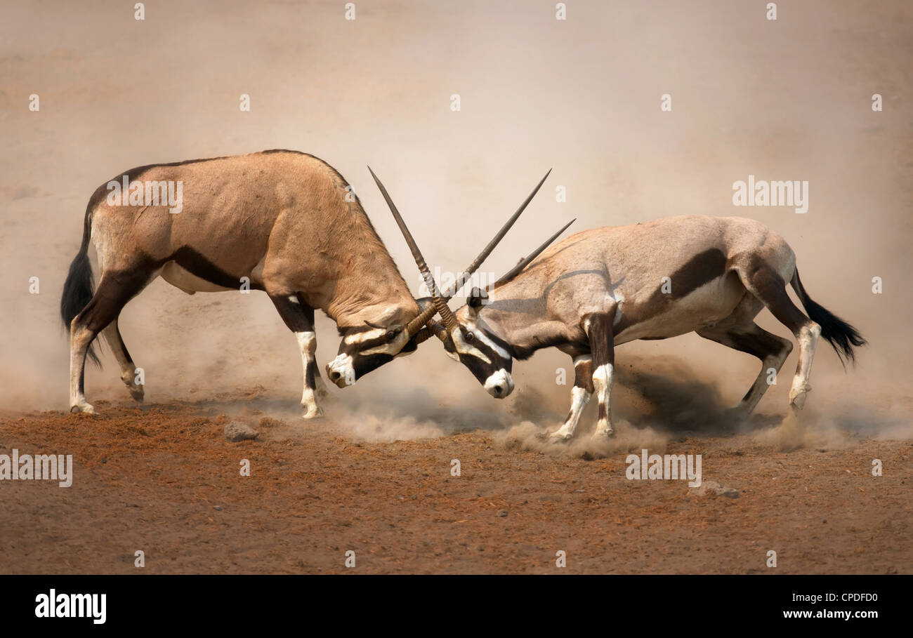 Intensa lotta tra due maschio Gemsbok sulle pianure polverose di Etosha Foto Stock