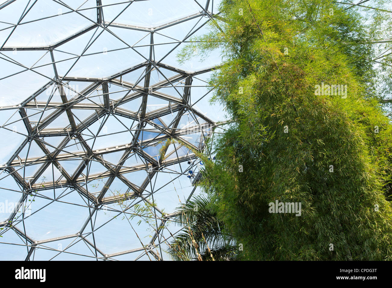 Gigantocholoa. Giant clumping bamboo in biomi a Eden Project, Cornwall, Inghilterra Foto Stock