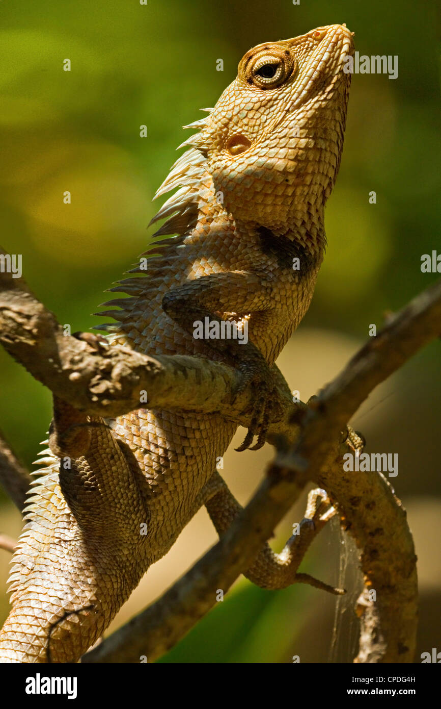 Giardino in comune Lizard (Calotes versicolor), un drago lizard visto in molti giardini, Arugam Bay, Provincia Orientale, Sri Lanka, Asia Foto Stock