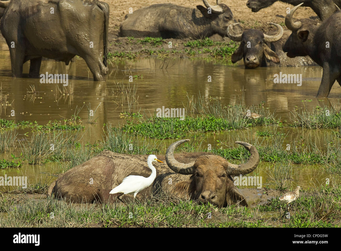 Kumana National Park, precedentemente Yala Est, Kumana, Provincia Orientale, Sri Lanka Foto Stock