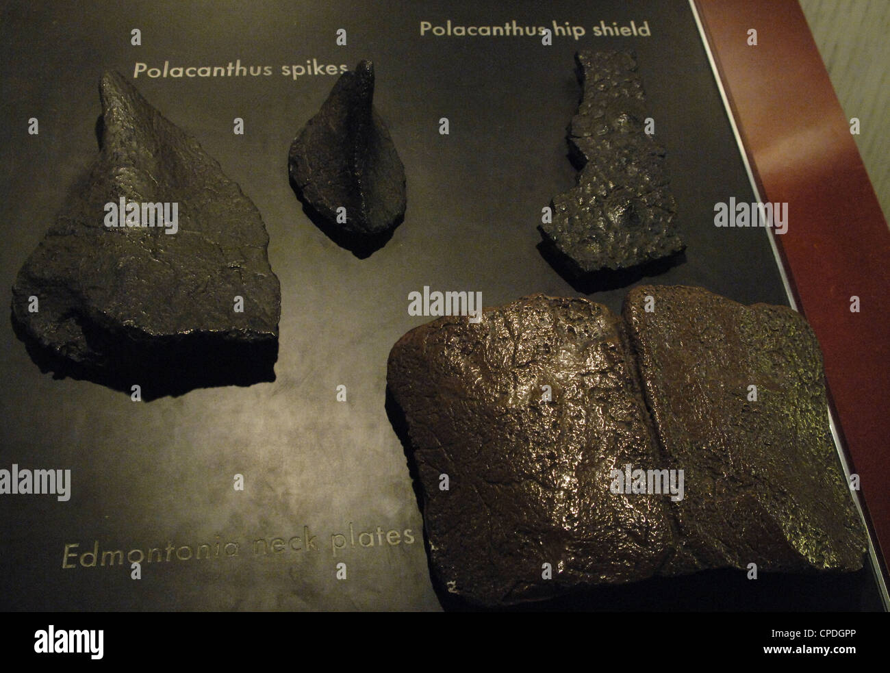 Resti di Polacanthus e Edmontonia, tardo Cretaceo dinosauri. Foto Stock