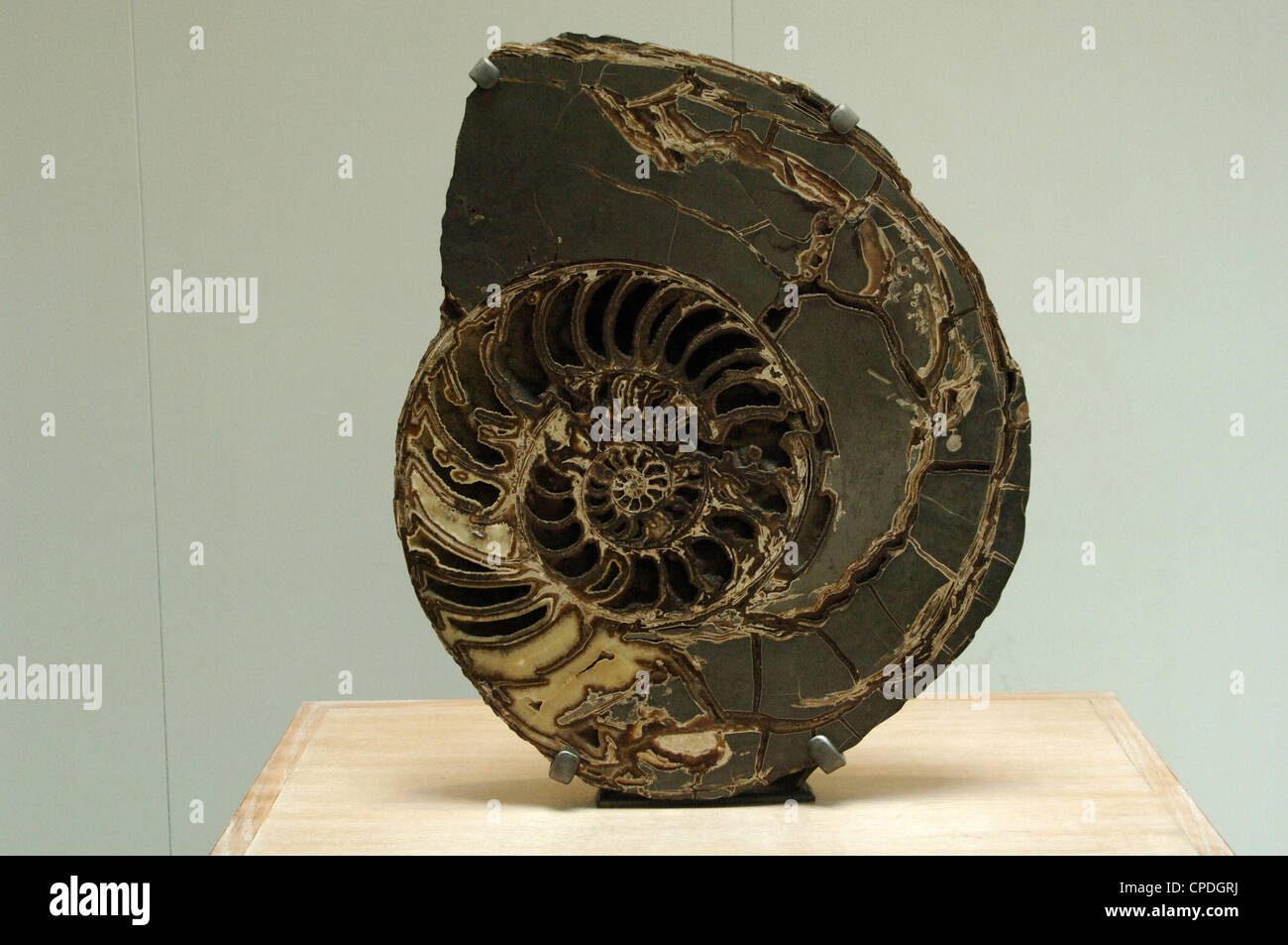 Ammoniti. Asteroceras stellare. Iniziale del Giurassico. Museo di Storia Naturale. Londra. Regno Unito. Foto Stock