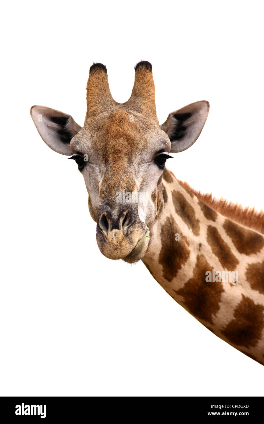 Ritratto di una giraffa isolata contro bianco ; Giraffa Camelopardalis Foto Stock