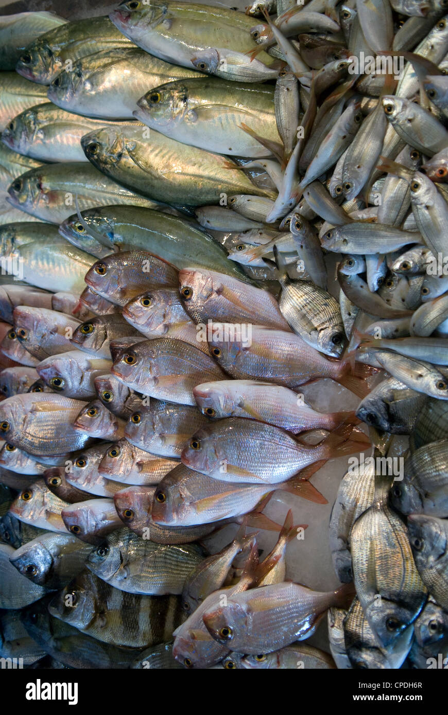 Pesce fresco pescato sul display nel mercato del pesce, Sidone, sud del Libano. Foto Stock