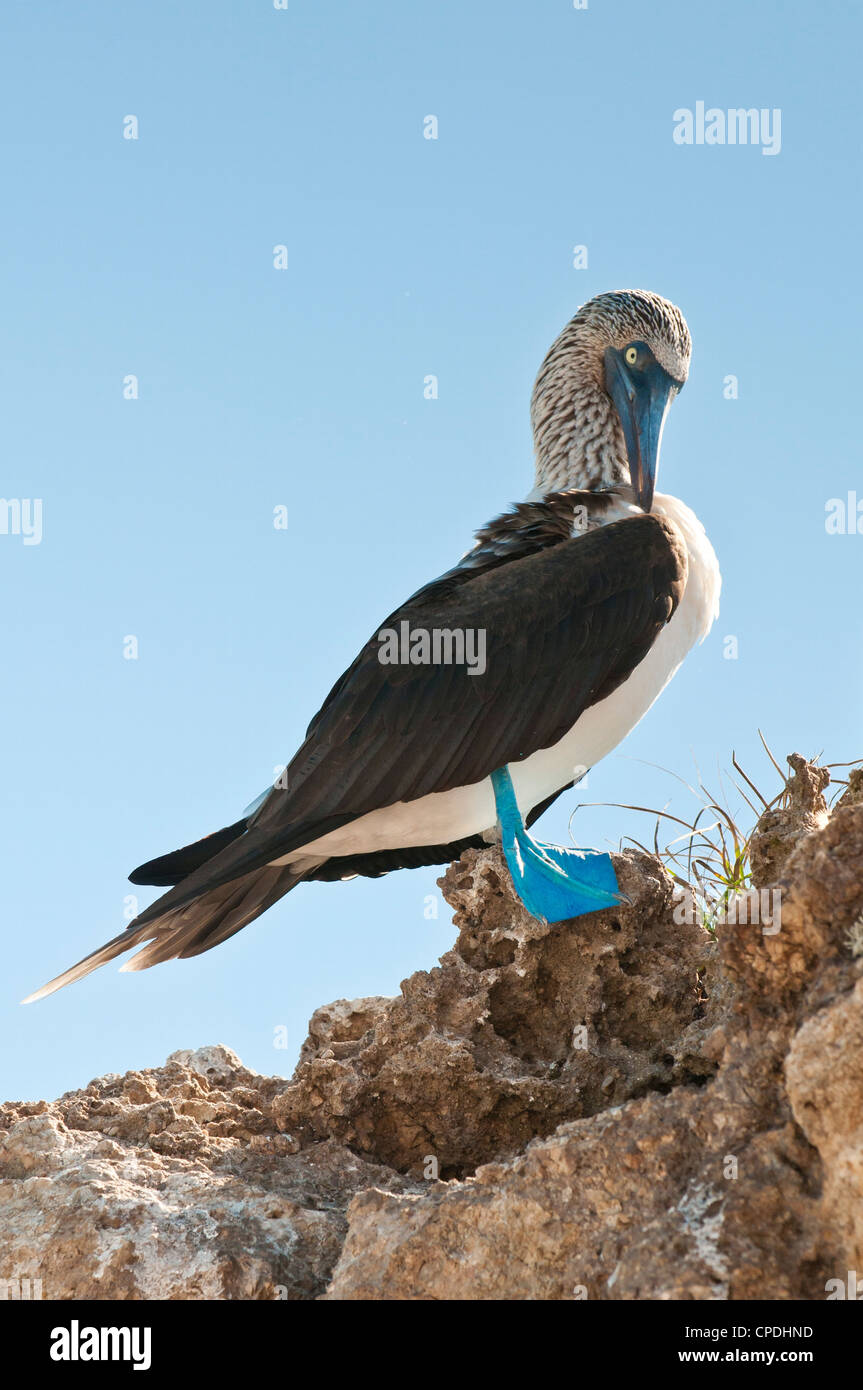 Blu-footed booby (Sula nebouxii), Isla Marietas Parco Nazionale e Riserva della Biosfera dall'UNESCO, Puerto Vallarta, Jalisco, Messico Foto Stock