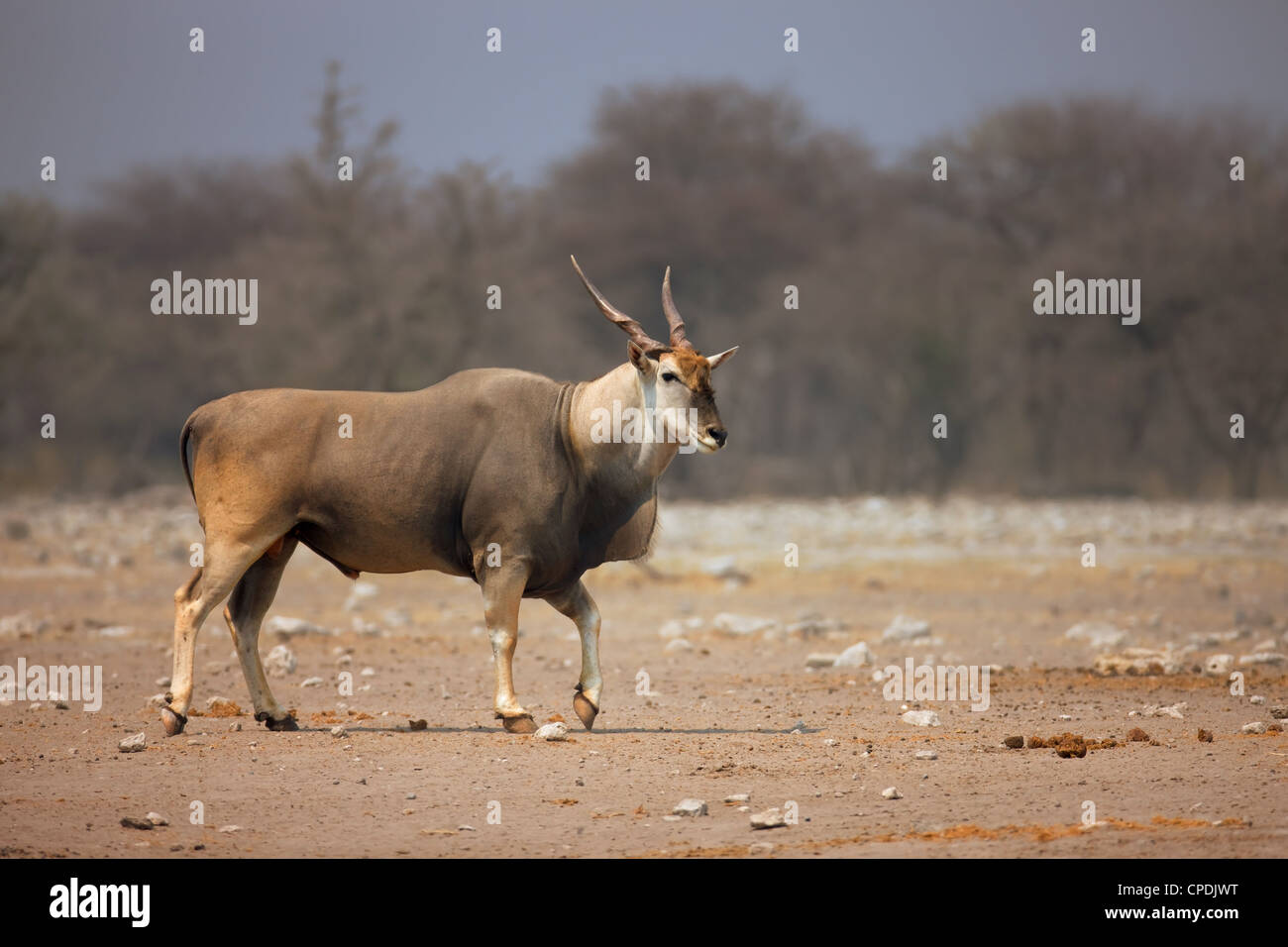Eland bull camminando sul suolo sabbioso in Etosha Foto Stock