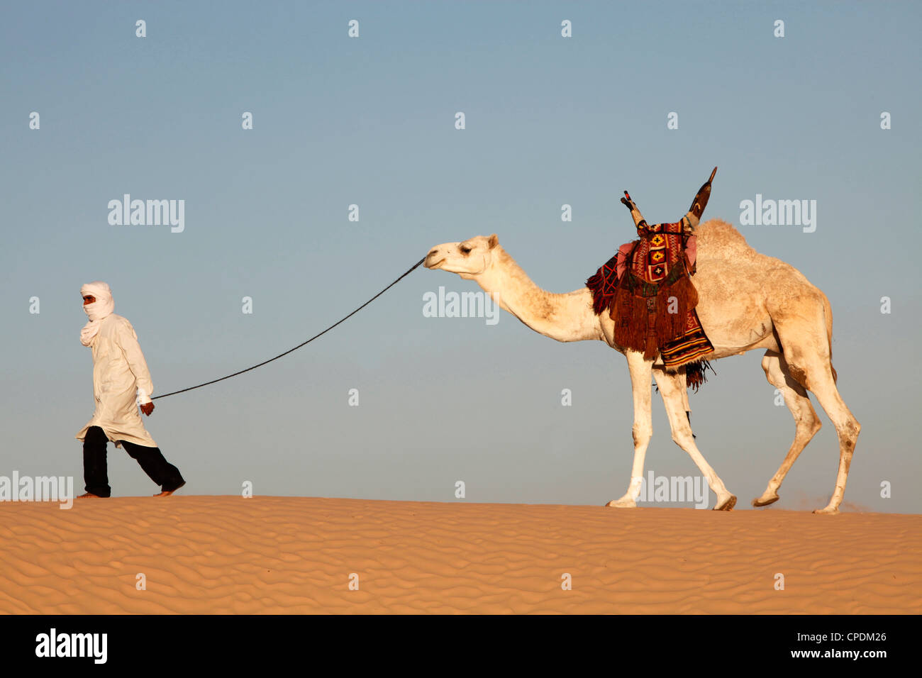 Driver del cammello nel deserto del Sahara, vicino a Douz, Kebili, Tunisia, Africa Settentrionale, Africa Foto Stock
