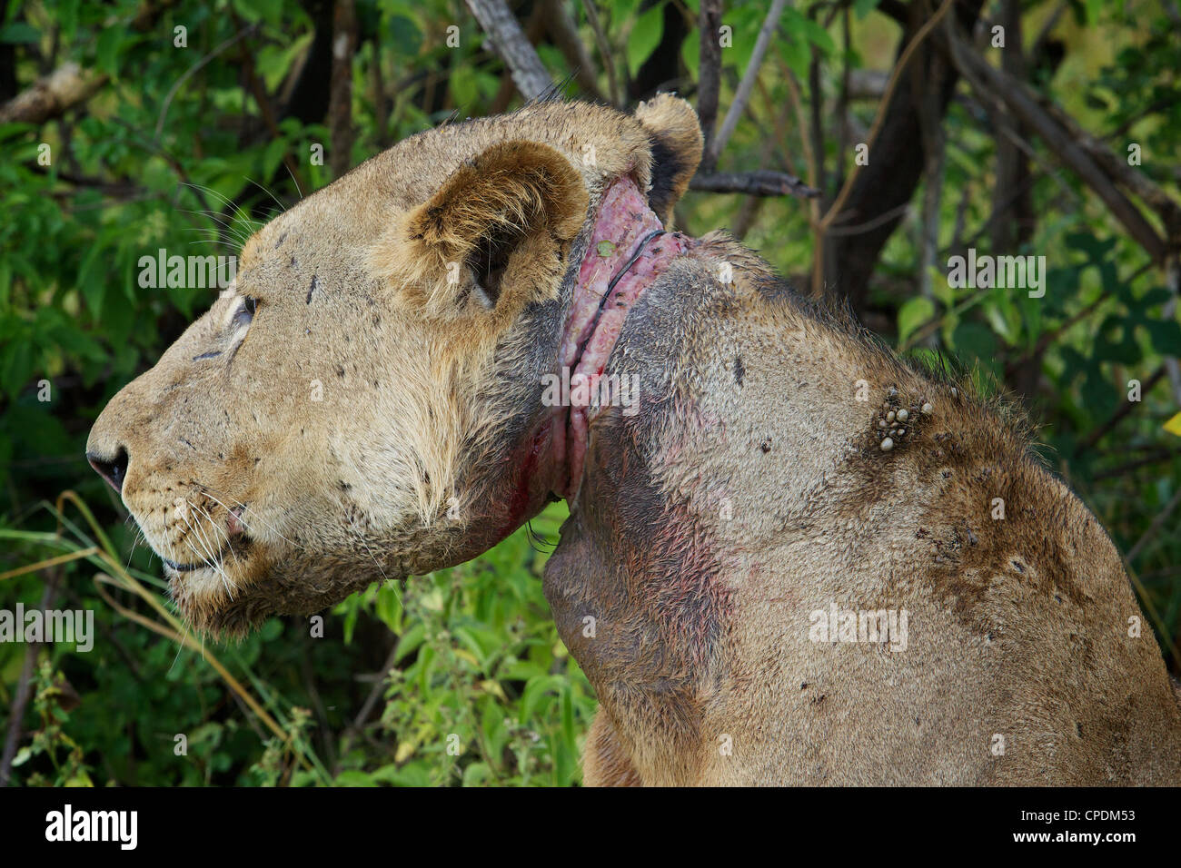 African Lion Panthera leo con un laccio dei bracconieri filo incorporati nel collo nel Mikumi Game Reserve . Sud della Tanzania. Foto Stock