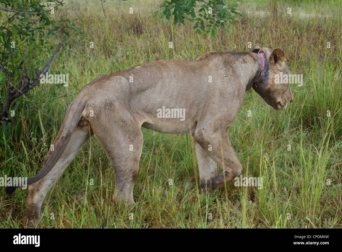 African Lion Panthera leo con un laccio dei bracconieri filo incorporati nel collo nel Mikumi Game Reserve . Sud della Tanzania. Foto Stock