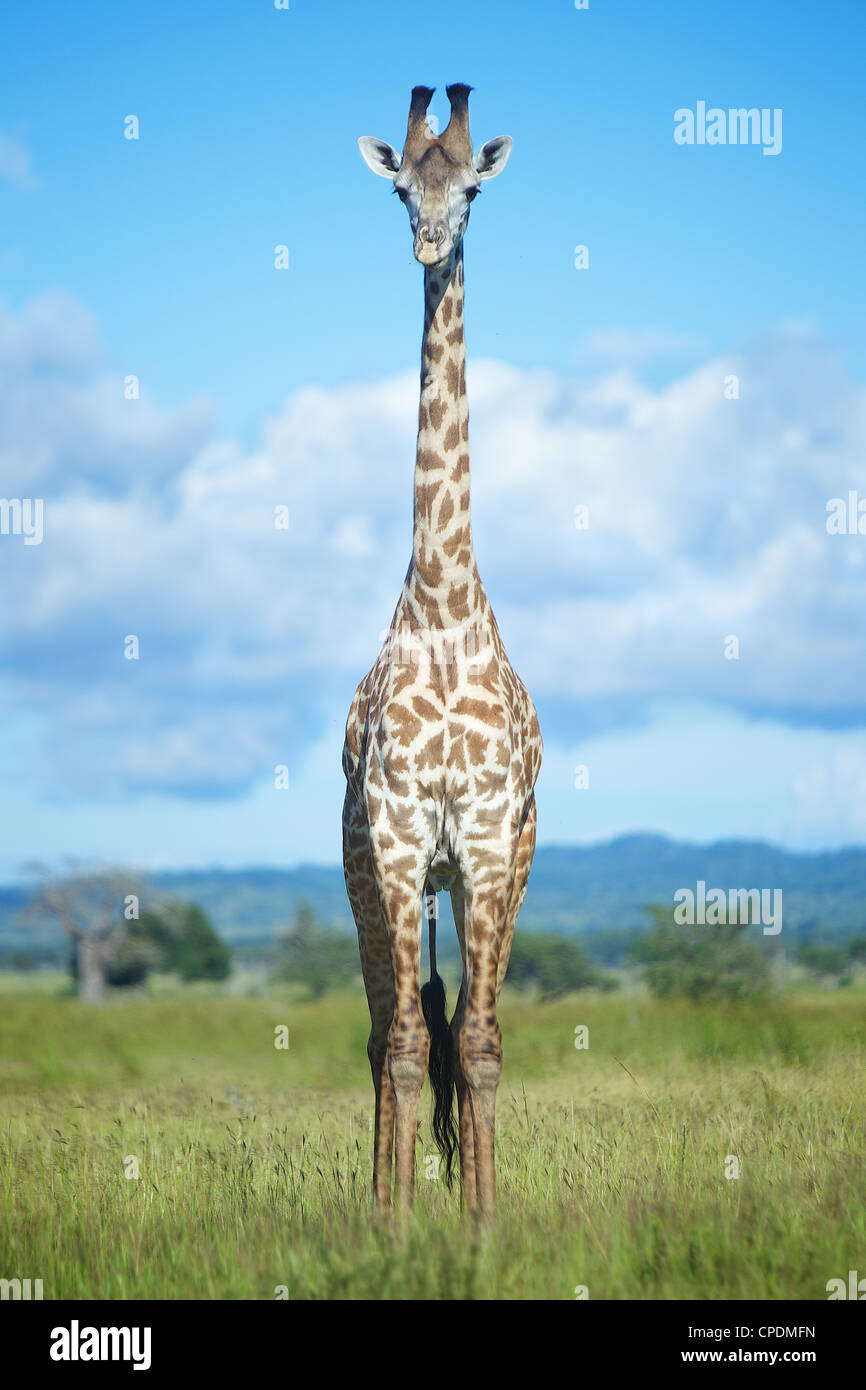Giraffa camelopardalis Giraffa in Mikumi Game Reserve . Sud della Tanzania. Africa Foto Stock