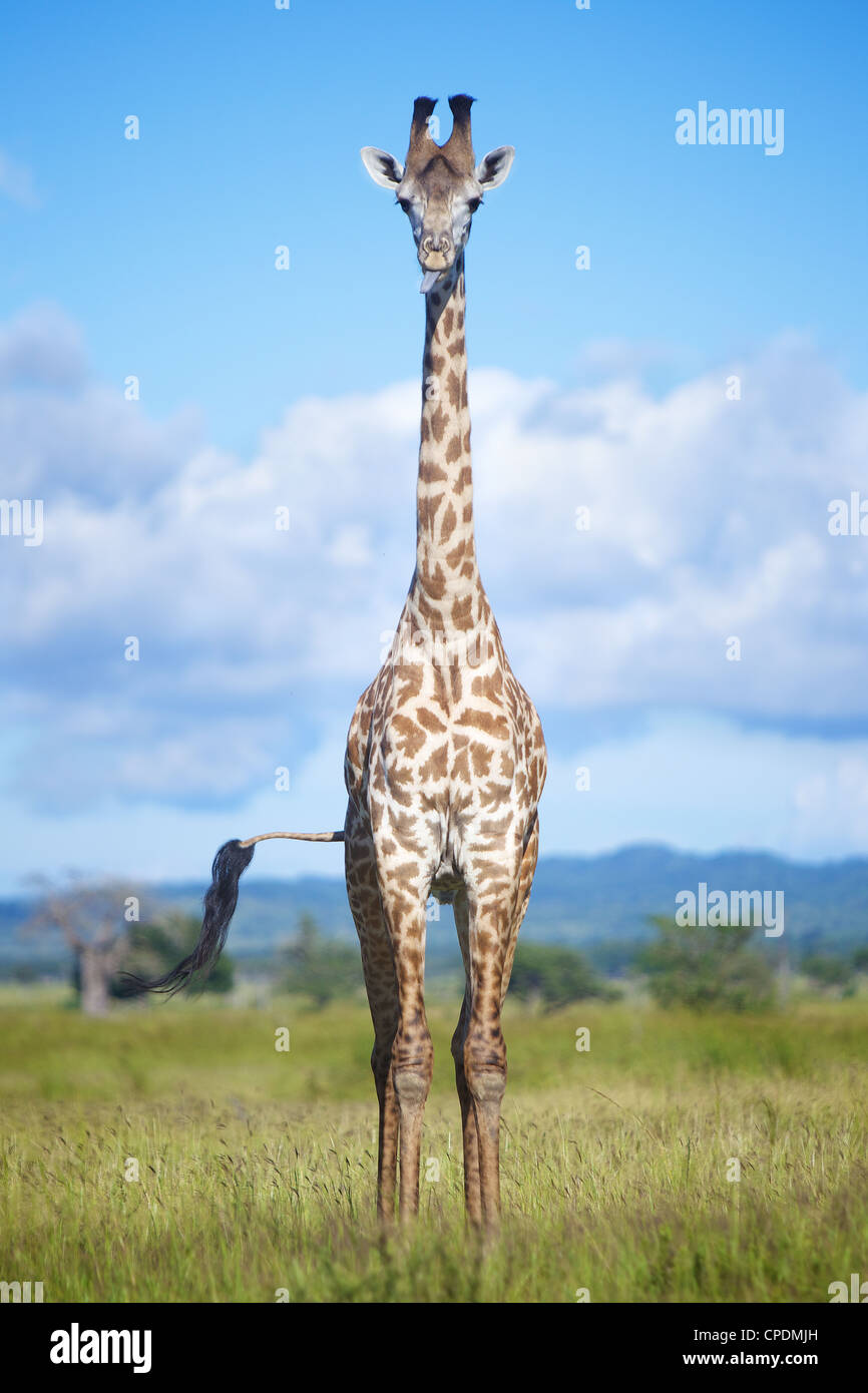 Giraffa camelopardalis Giraffa in Mikumi Game Reserve . Sud della Tanzania. Africa Foto Stock