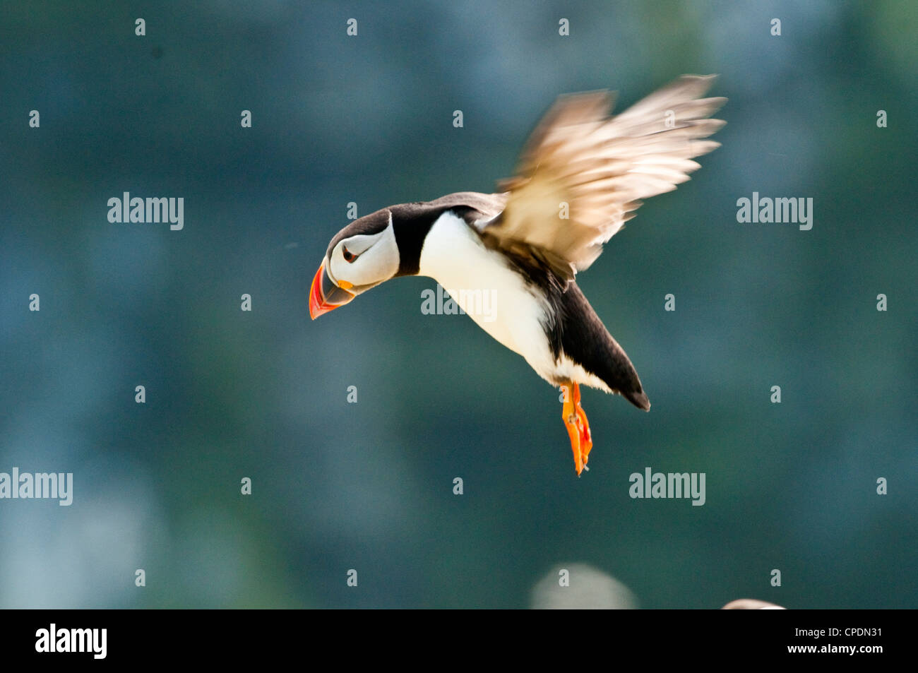 Atlantic puffin in volo Foto Stock