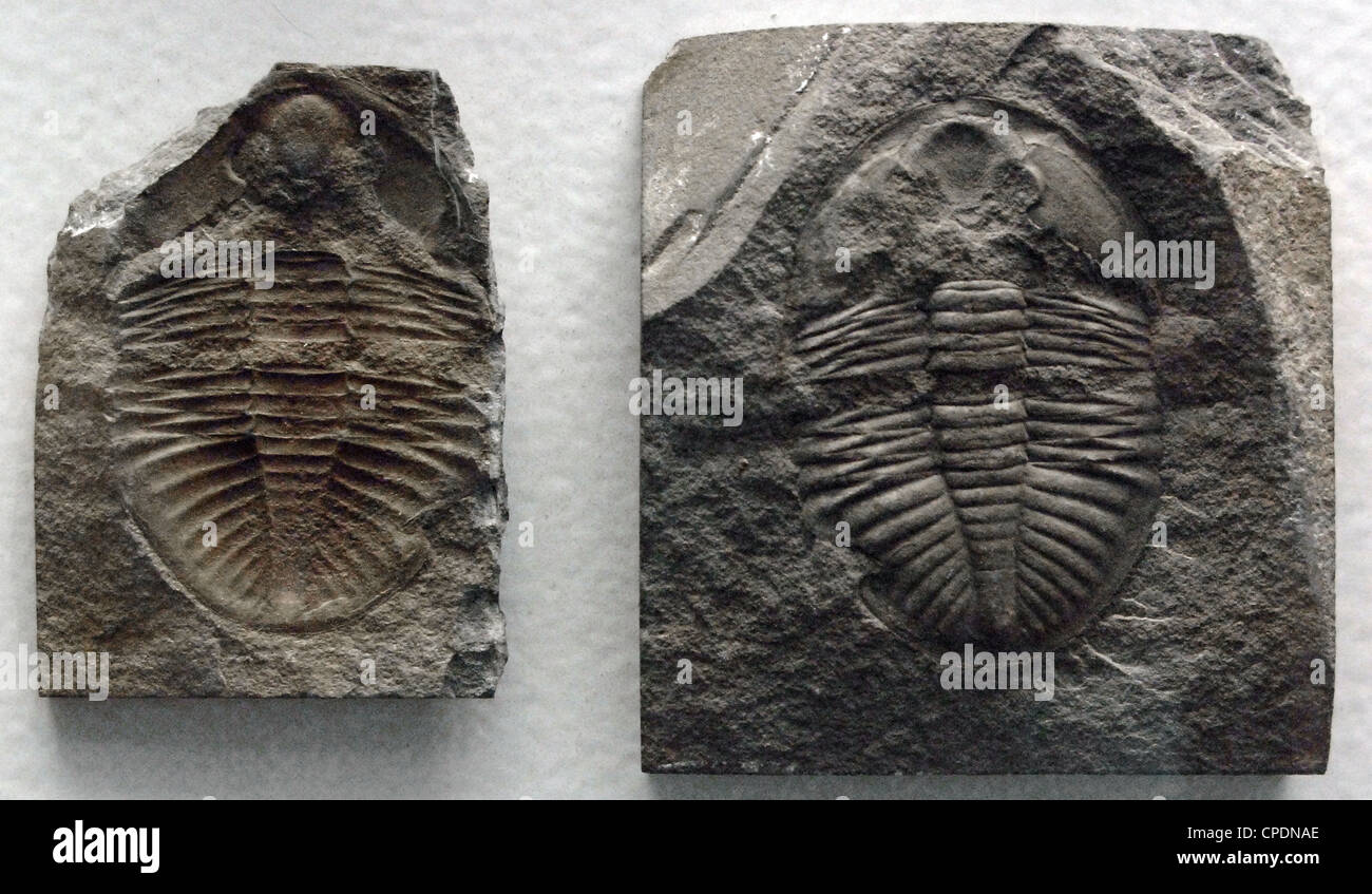 Fossile di trilobiti. Ordovician periodo. 500 milioni di anni. Situato a Builth. Il Galles. Foto Stock