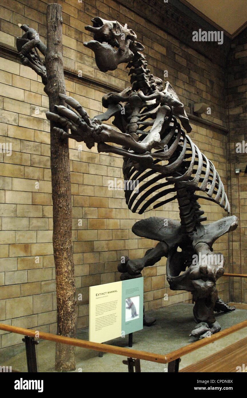 Scheletro di massa gigante bradipo (Megatherium americanum). Museo di Storia Naturale. Londra. Regno Unito. Foto Stock