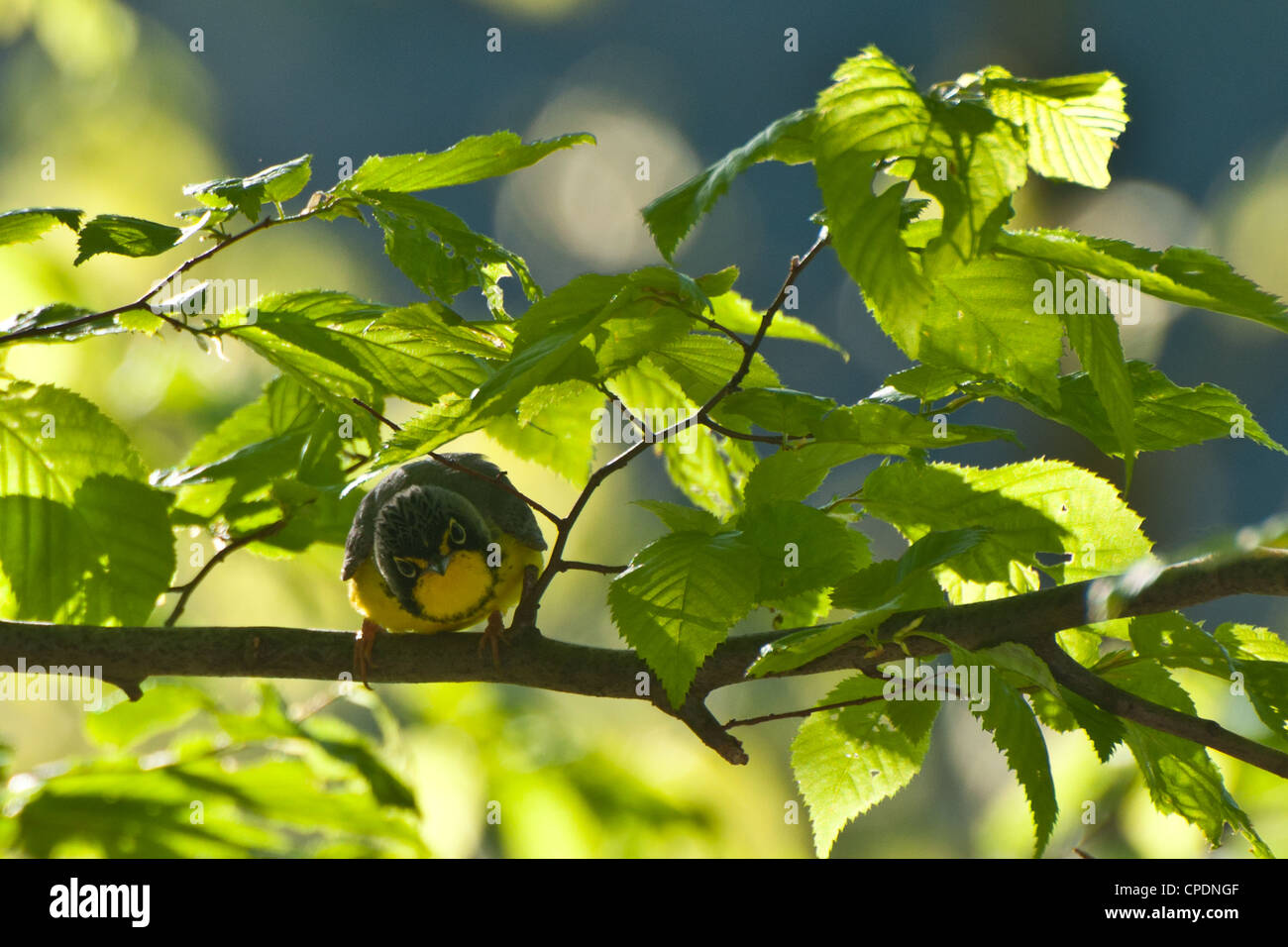 Canada trillo (Cardellina canadensis) Foto Stock