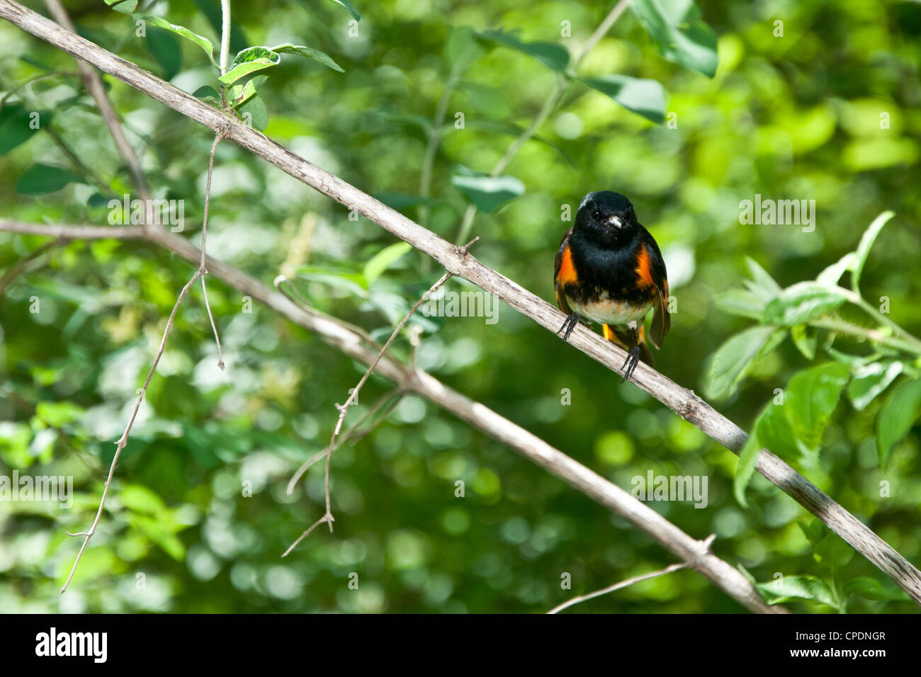 American Redstart (Setophaga ruticilla) Foto Stock