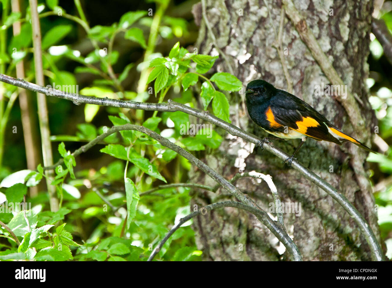 American Redstart (Setophaga ruticilla) Foto Stock