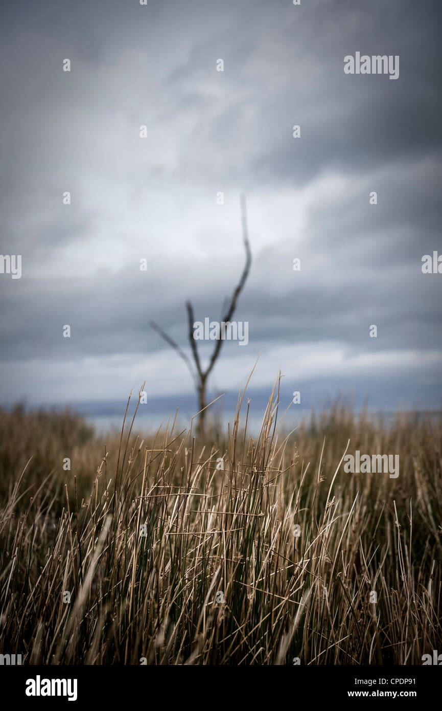 Albero morto ed erbe Isola di Skye, Highlands, Scotland, Regno Unito Foto Stock