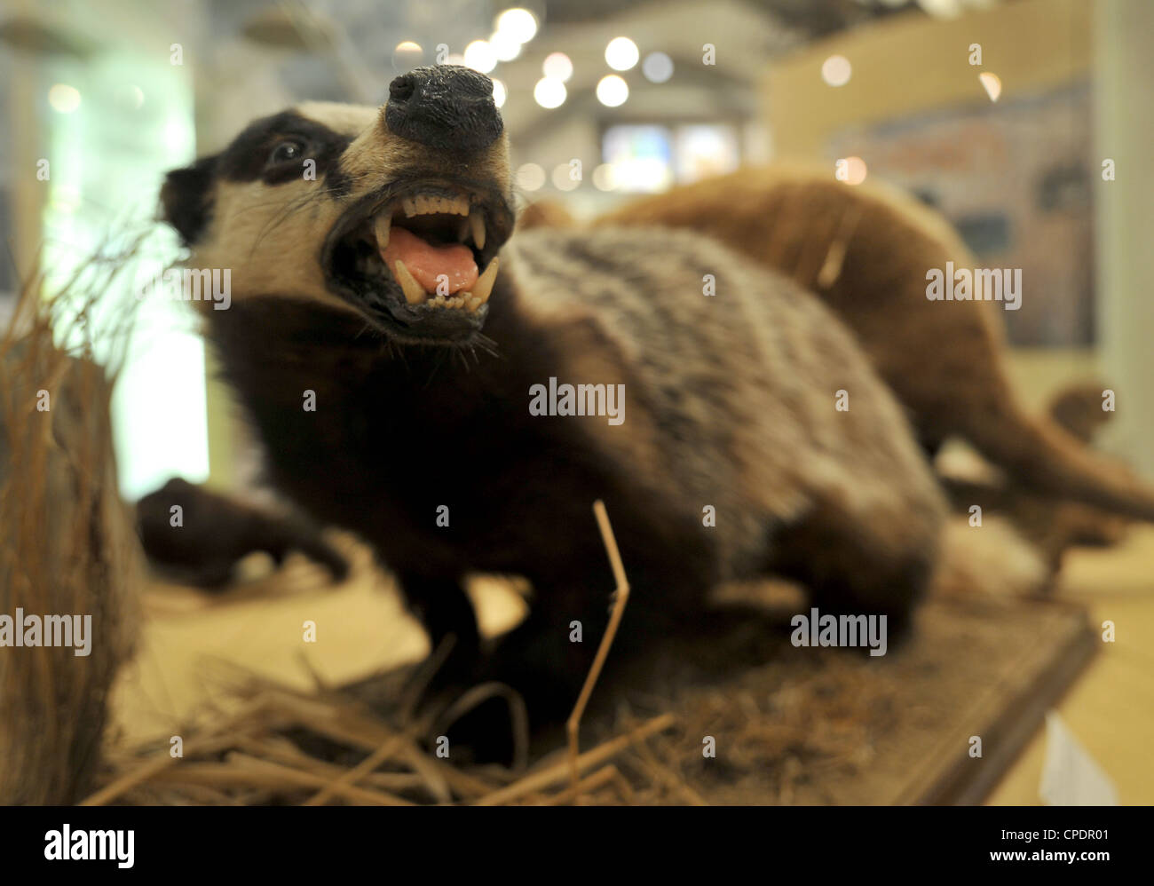 Ripiene di tassidermia Badger cercando feroce e creepy, fotografati con prospettiva lente del cambio Foto Stock