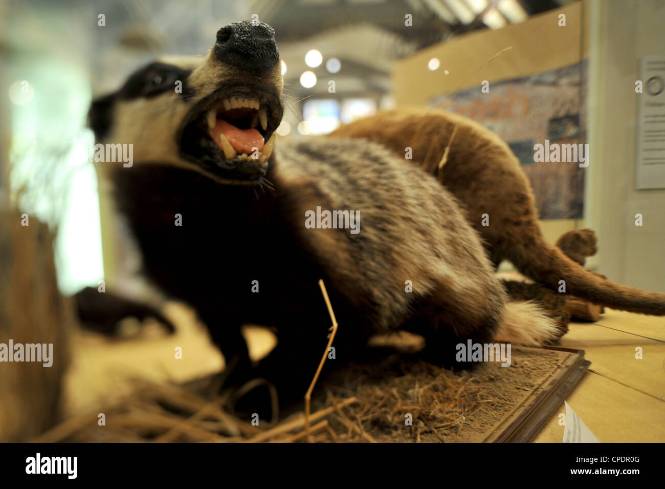 Ripiene di tassidermia Badger cercando feroce e creepy, fotografati con prospettiva lente del cambio Foto Stock