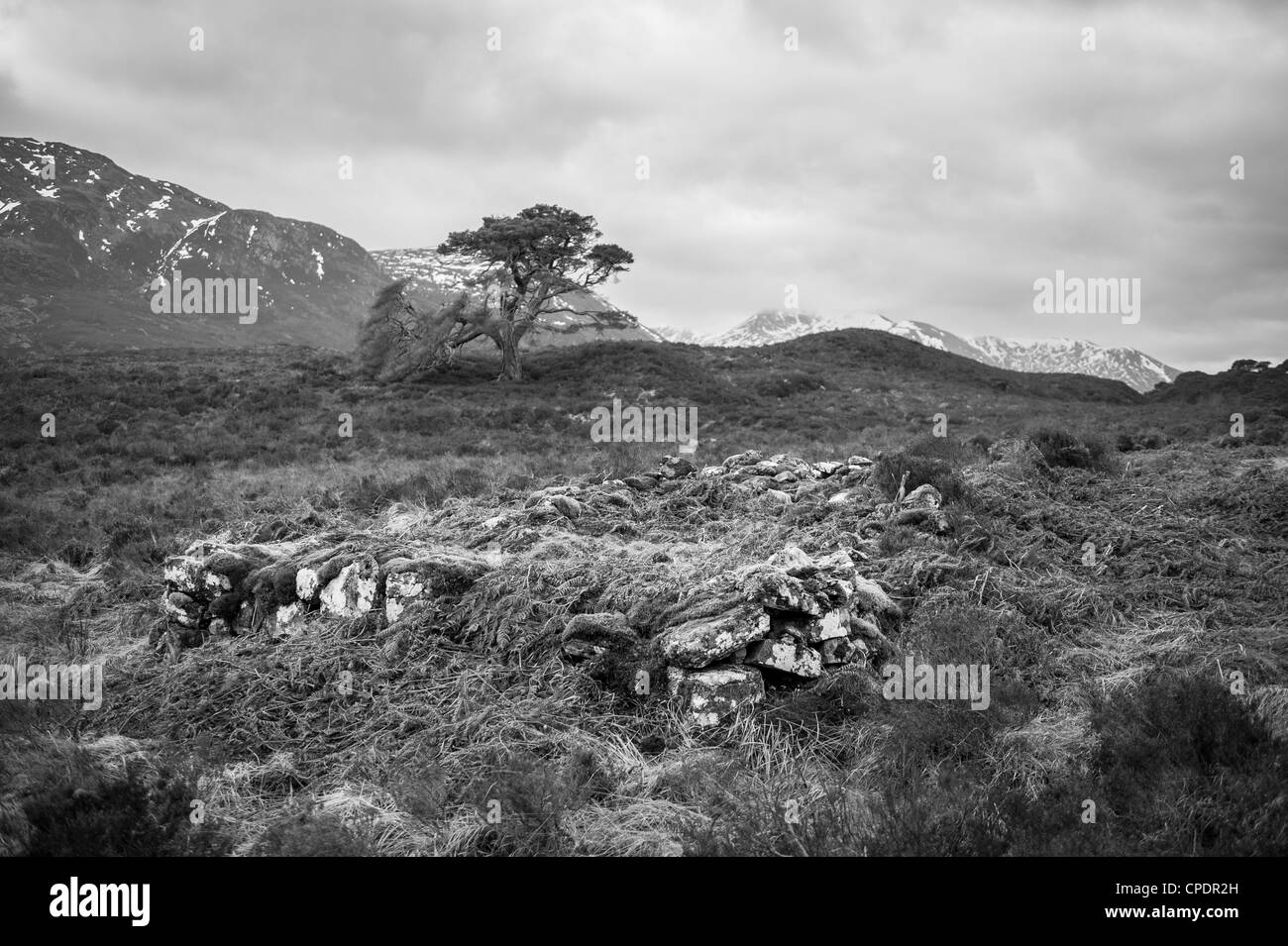 Resti di edificio in pietra Glen Affric, Glen Affric, Highlands, Scotland, Regno Unito Foto Stock