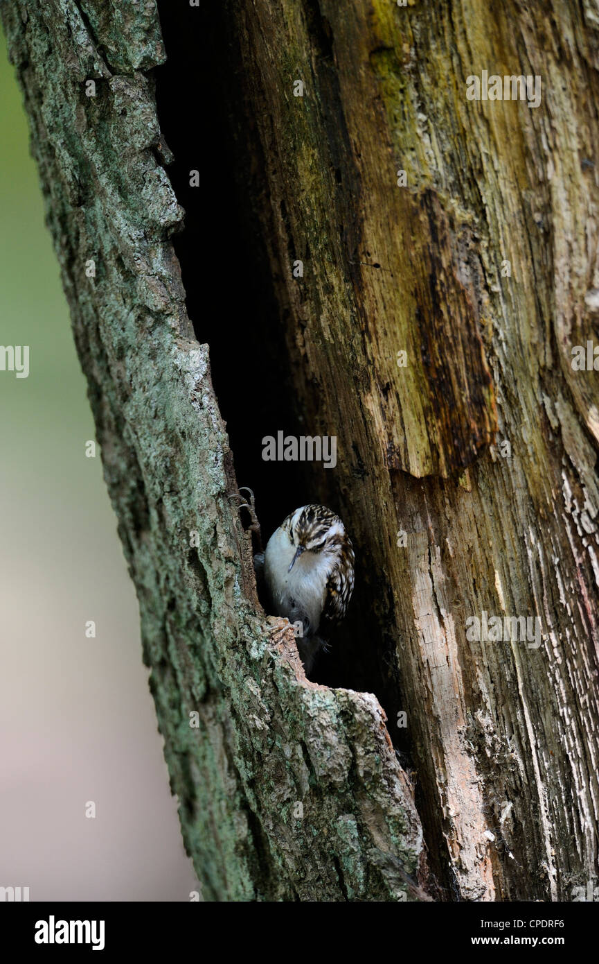 Eurasian rampichino alpestre, Certhia familiaris, emergente dal sito di nido in quercia, West Lothian, Scozia, molla Foto Stock