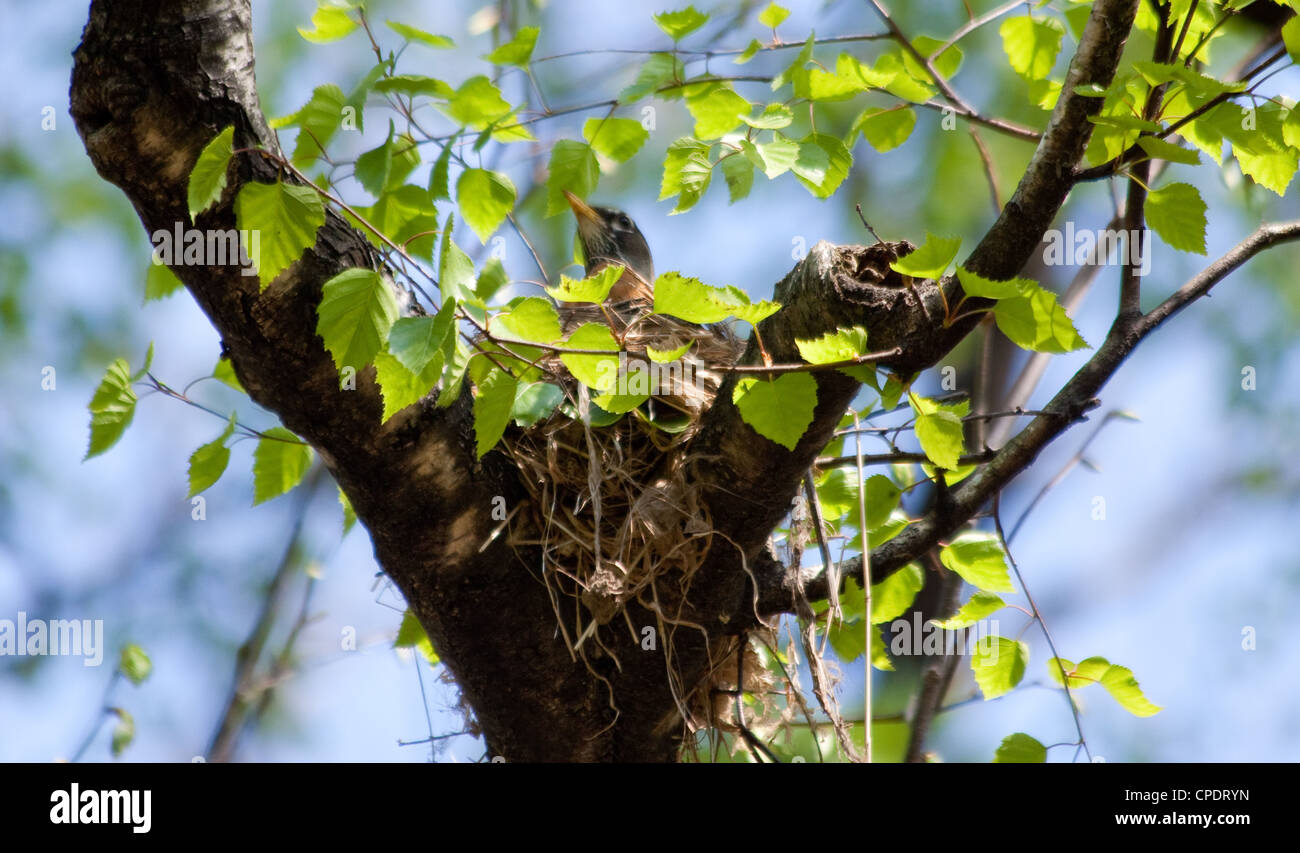 Robin Bird seduta sul nido Foto Stock