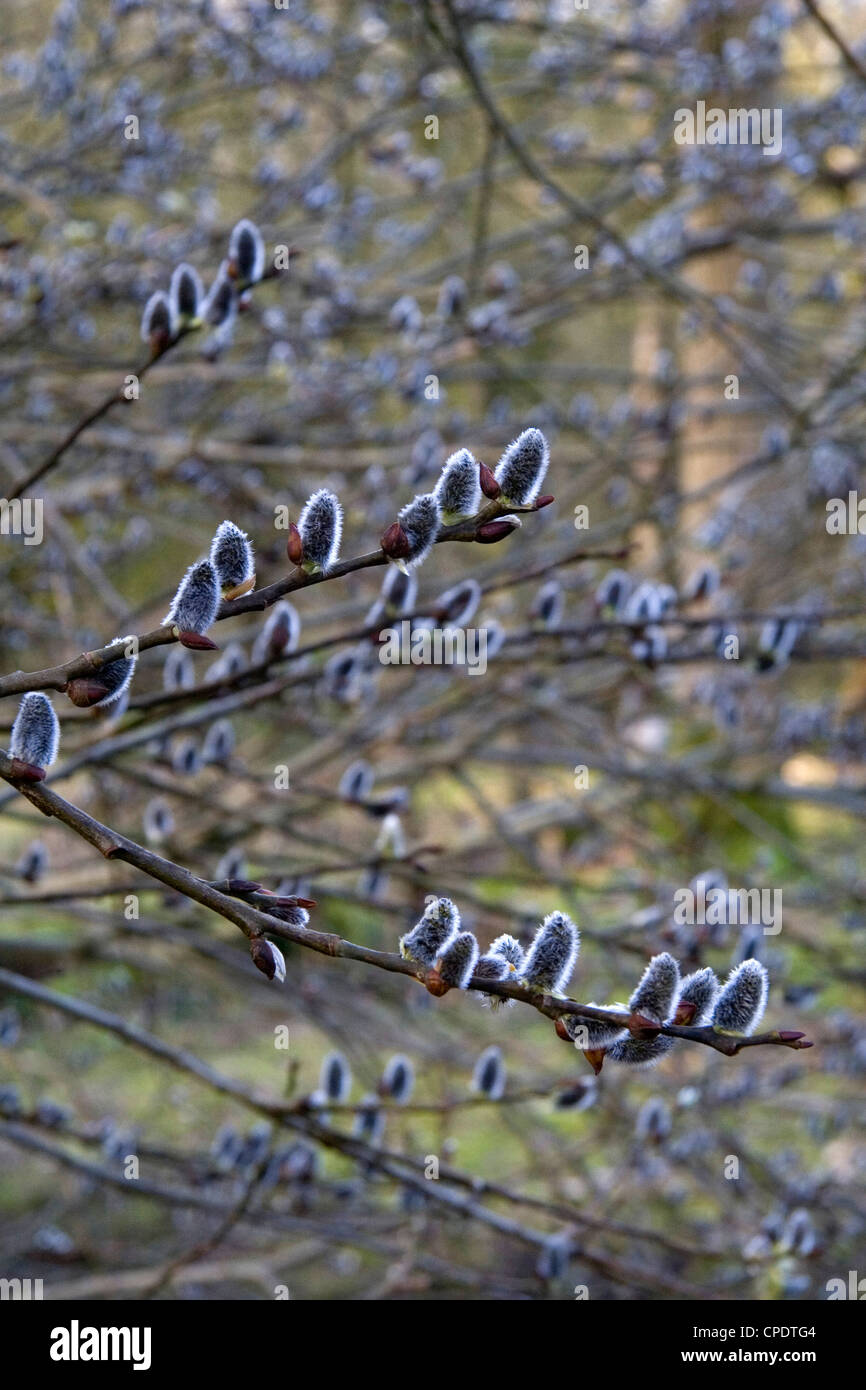 Salix Catkin Pussy Willow gemma sui rami Foto Stock