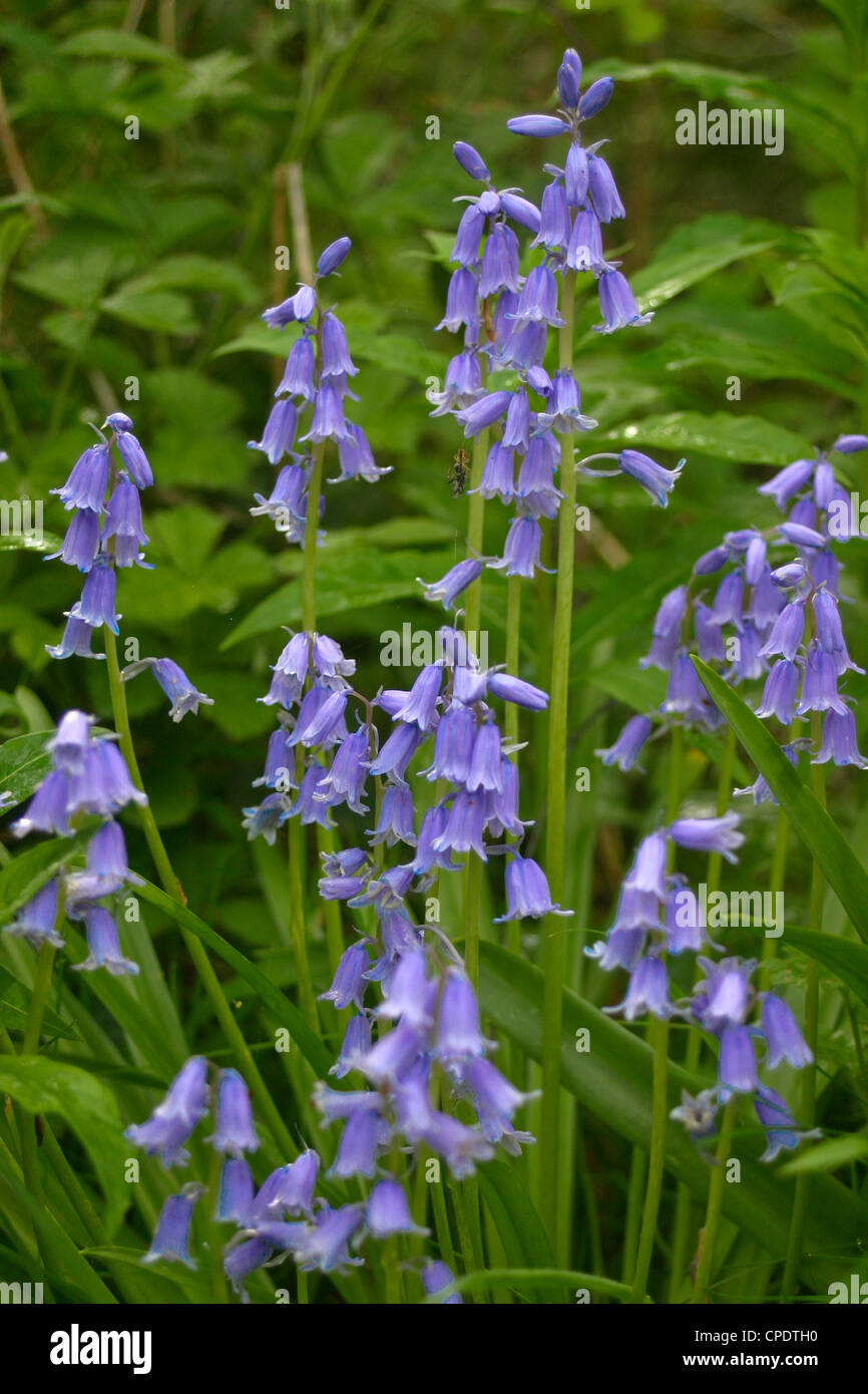 Bluebells in legno nel Cheshire Foto Stock