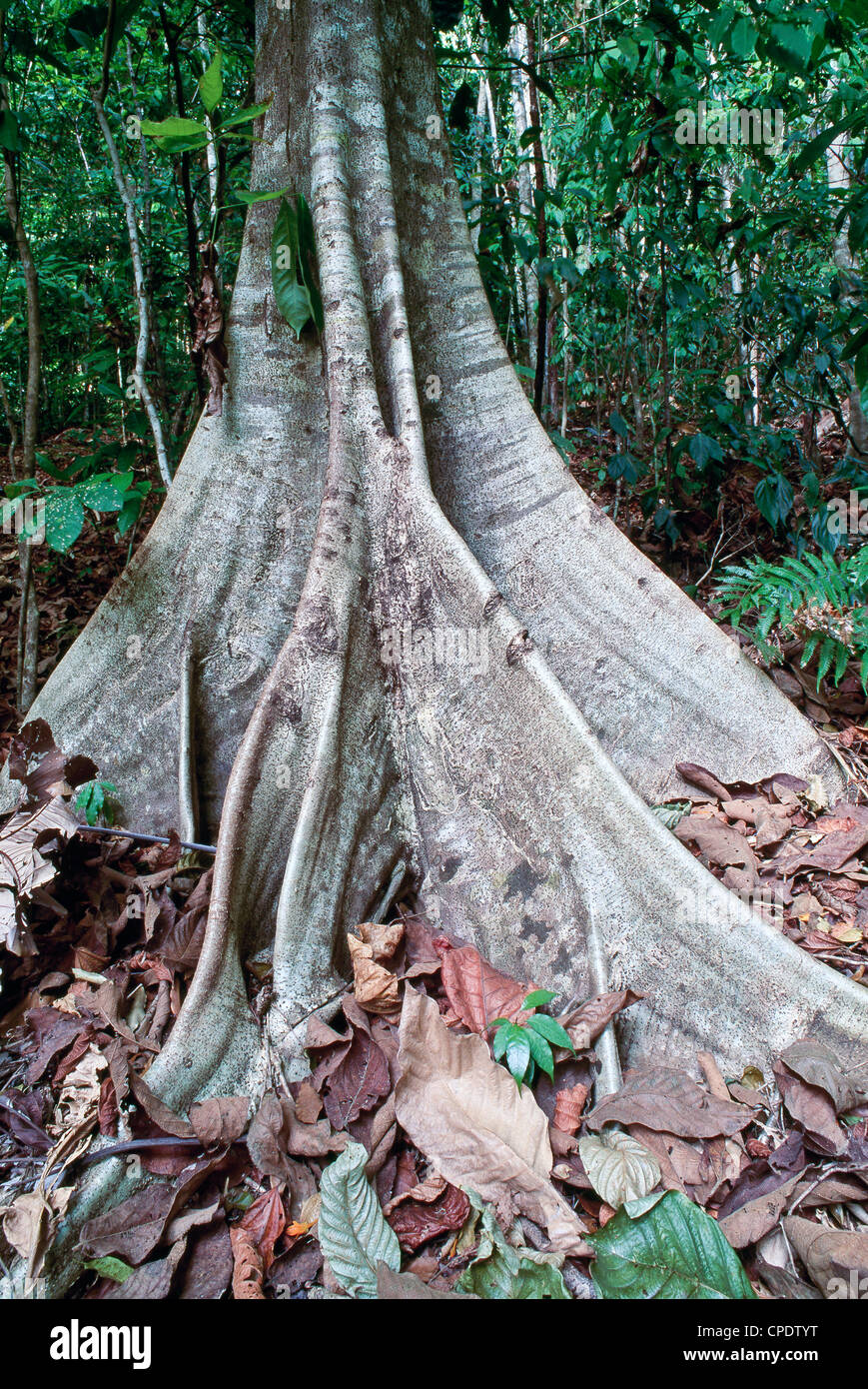 Radici quadrate, foresta pluviale, Costa Rica. Foto Stock