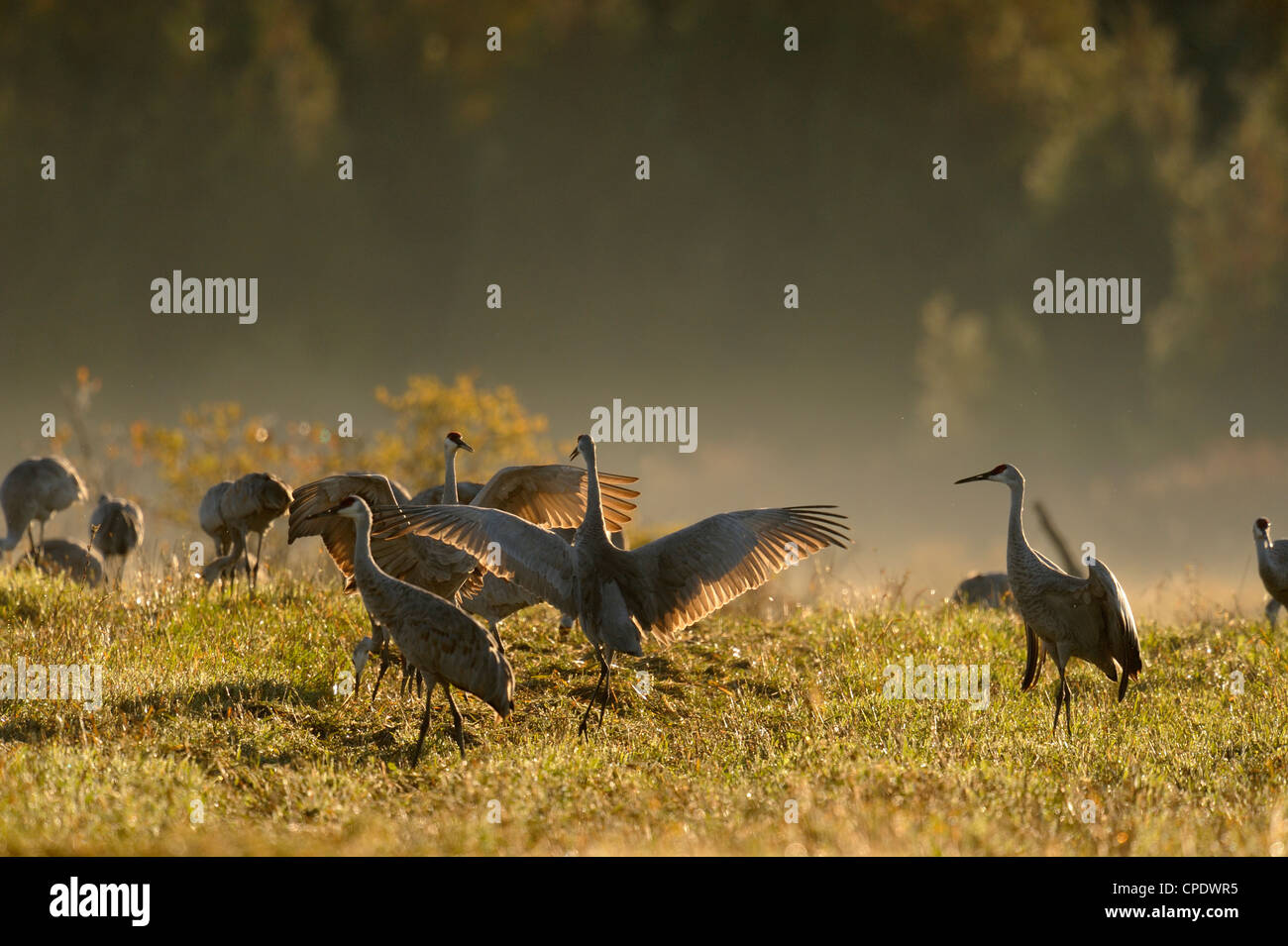 Sandhill gru (Grus canadensis) gregge migratori rovistando nel hayfield, Mindemoya Manitoulin è., Ontario, Canada Foto Stock