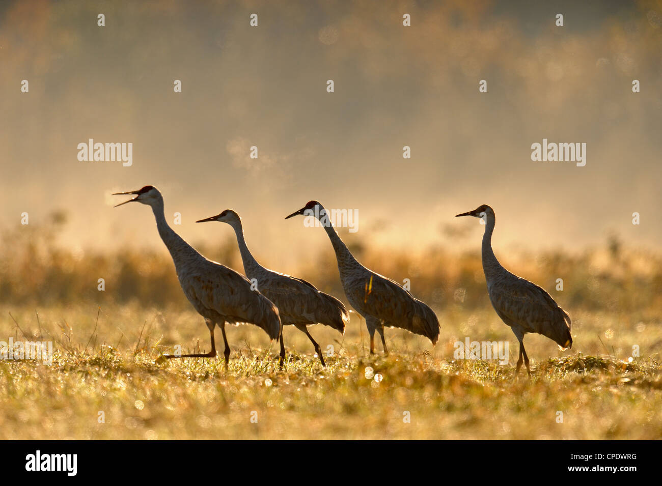 Sandhill gru (Grus canadensis) gregge migratori rovistando nel hayfield, Mindemoya Manitoulin è., Ontario, Canada Foto Stock