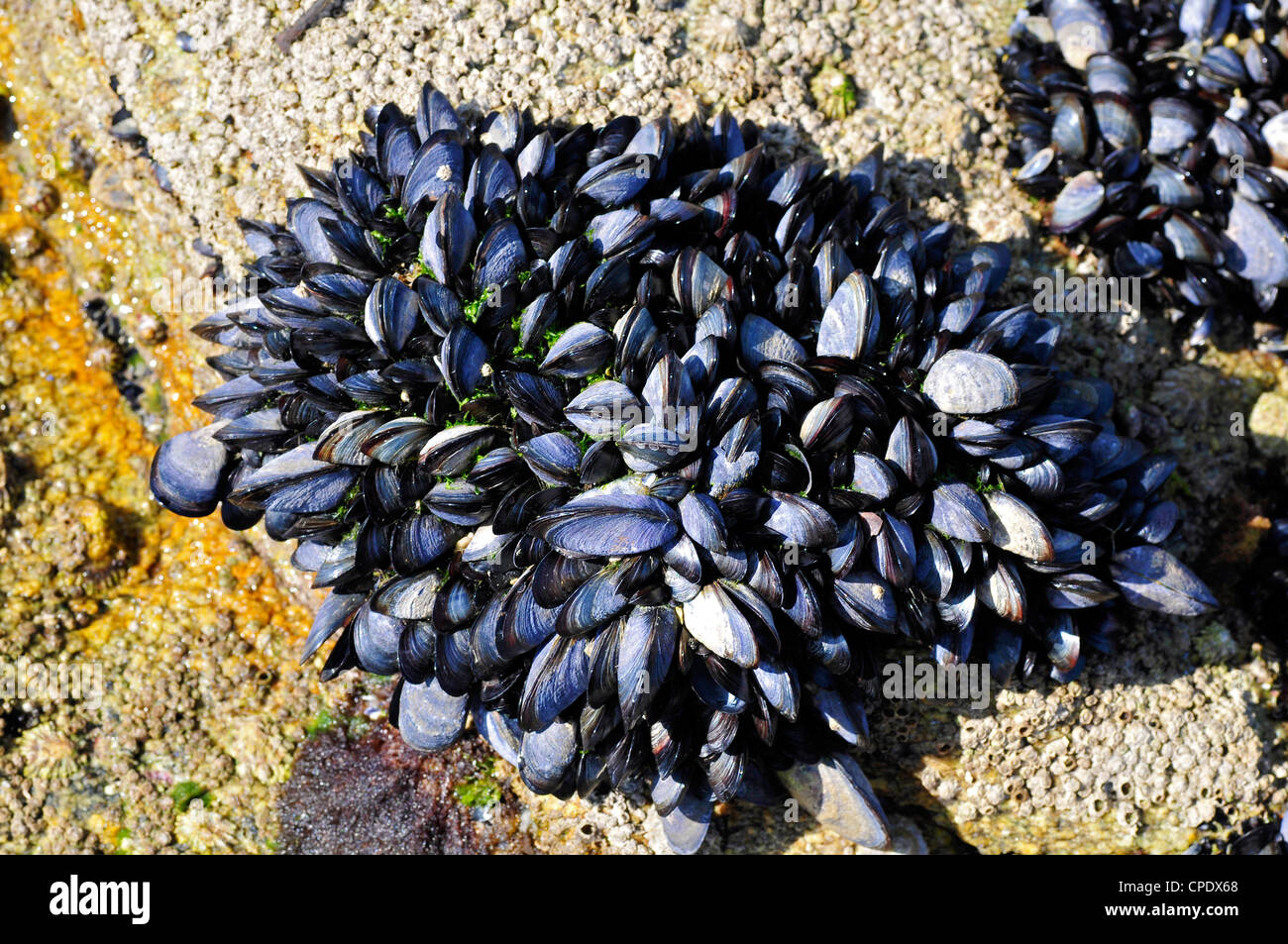Blu (Cozze Mytilus edulis) nella roccia a bassa marea sulla penisola del Quiberon in Francia Foto Stock