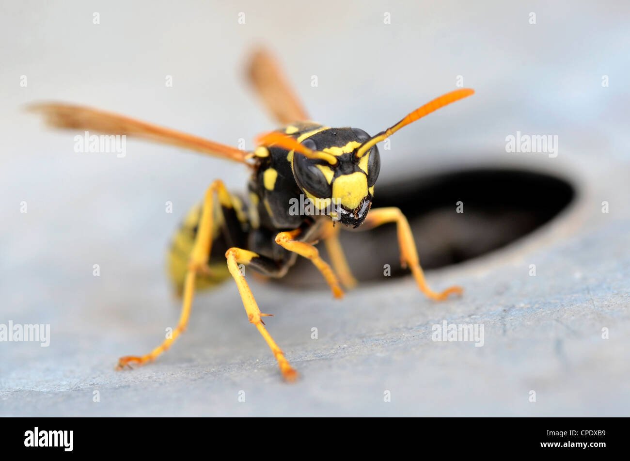 Macro di frontale di vespa vicino al suo foro Foto Stock