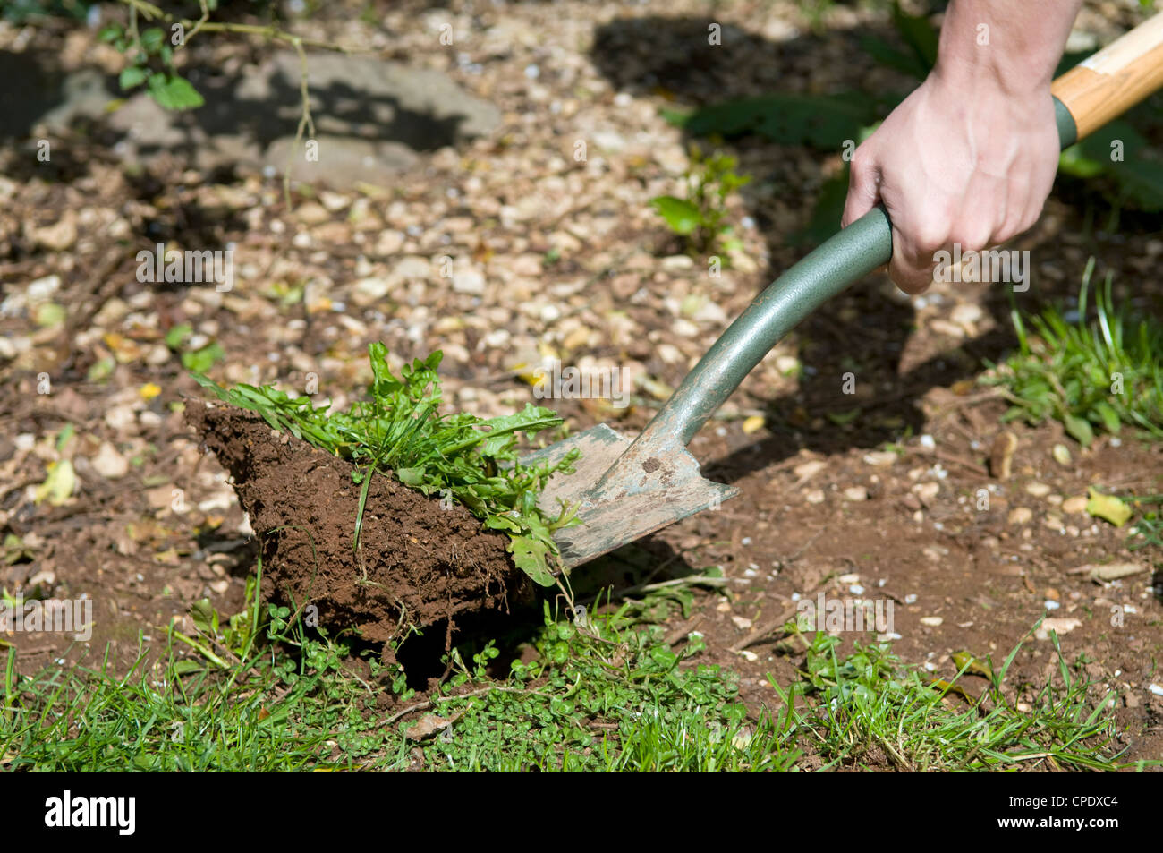 Close up uomo caucasico scavare fino alla settimana dal confine in giardino a Bristol, Regno Unito Foto Stock