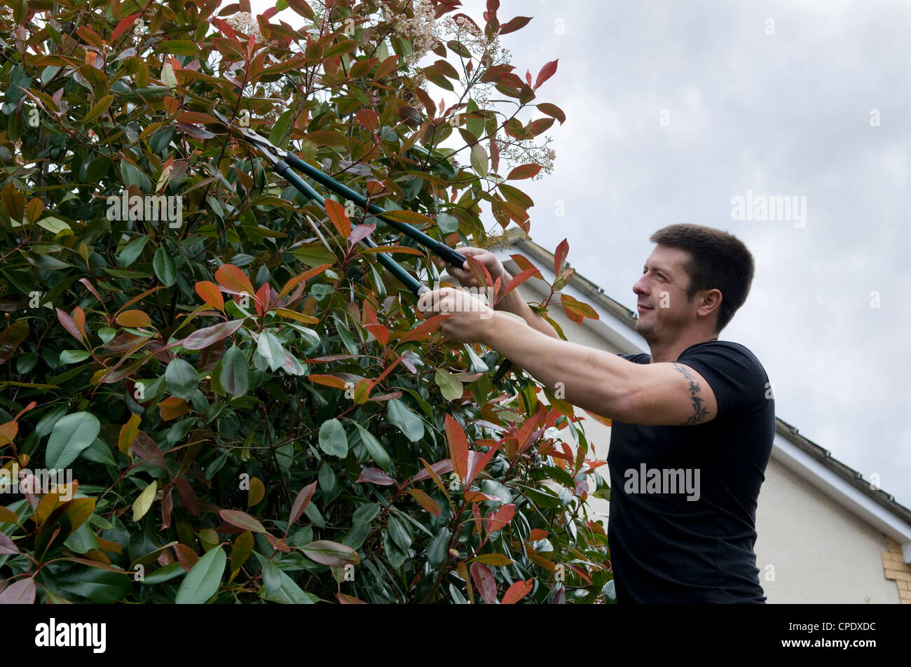Uomo caucasico trinciatura di rami di alberi con impugnatura lunga cesoie per potatura in giardino a Bristol, Regno Unito Foto Stock