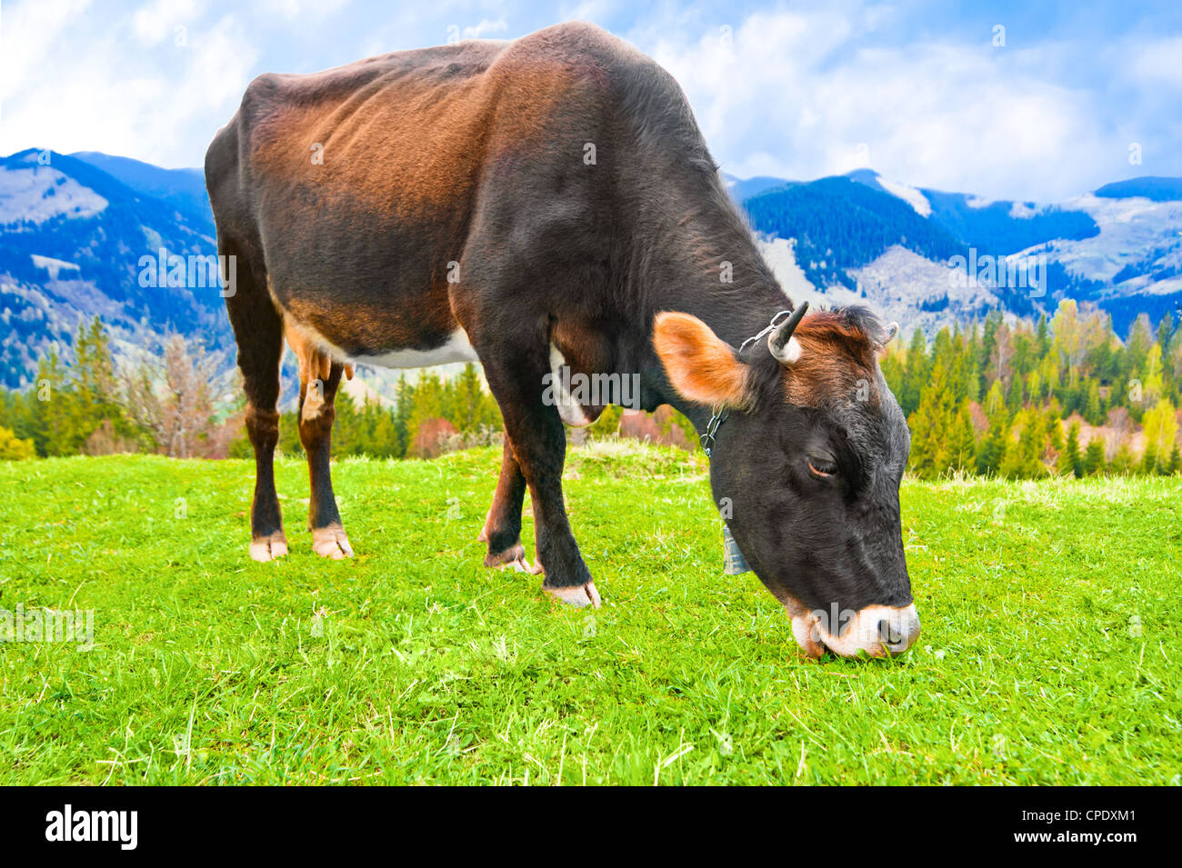 Mucca mangiare erba sul prato di montagne paesaggio oltre il cielo blu Foto Stock