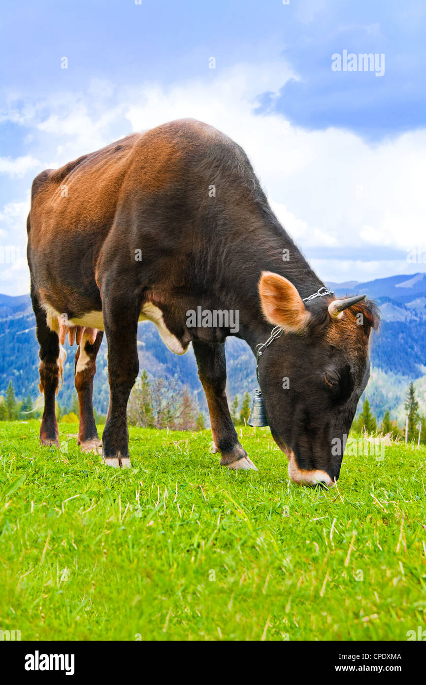 Mucca mangiare erba sul prato di montagne paesaggio oltre il cielo blu Foto Stock