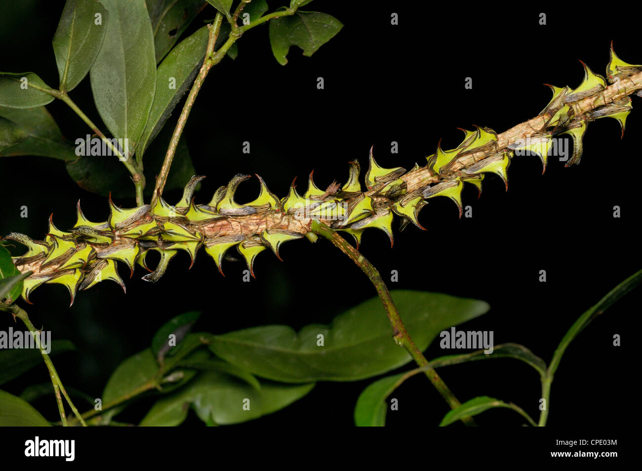 Thornbugs (treehoppers), Umbonia crassicornis, Parco Nazionale di Tortuguero, Costa Rica Foto Stock