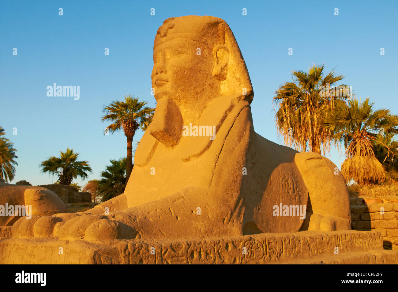 Percorso di Sphinx, Tempio di Luxor, Tebe, Sito Patrimonio Mondiale dell'UNESCO, Egitto, Africa Settentrionale, Africa Foto Stock
