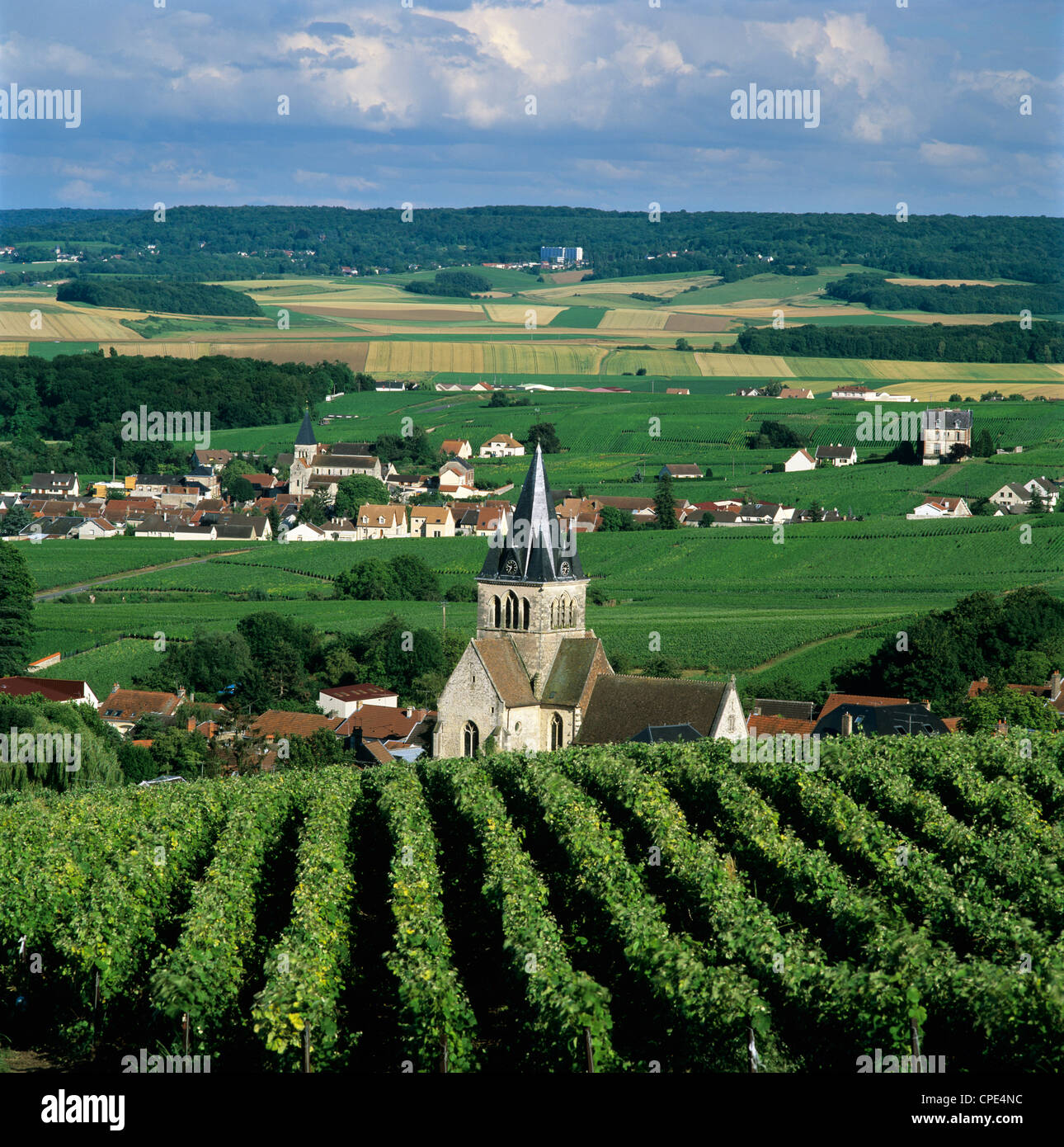 Vigneti Champagne, Ville-Dommange, vicino a Reims, Champagne, Francia, Europa Foto Stock