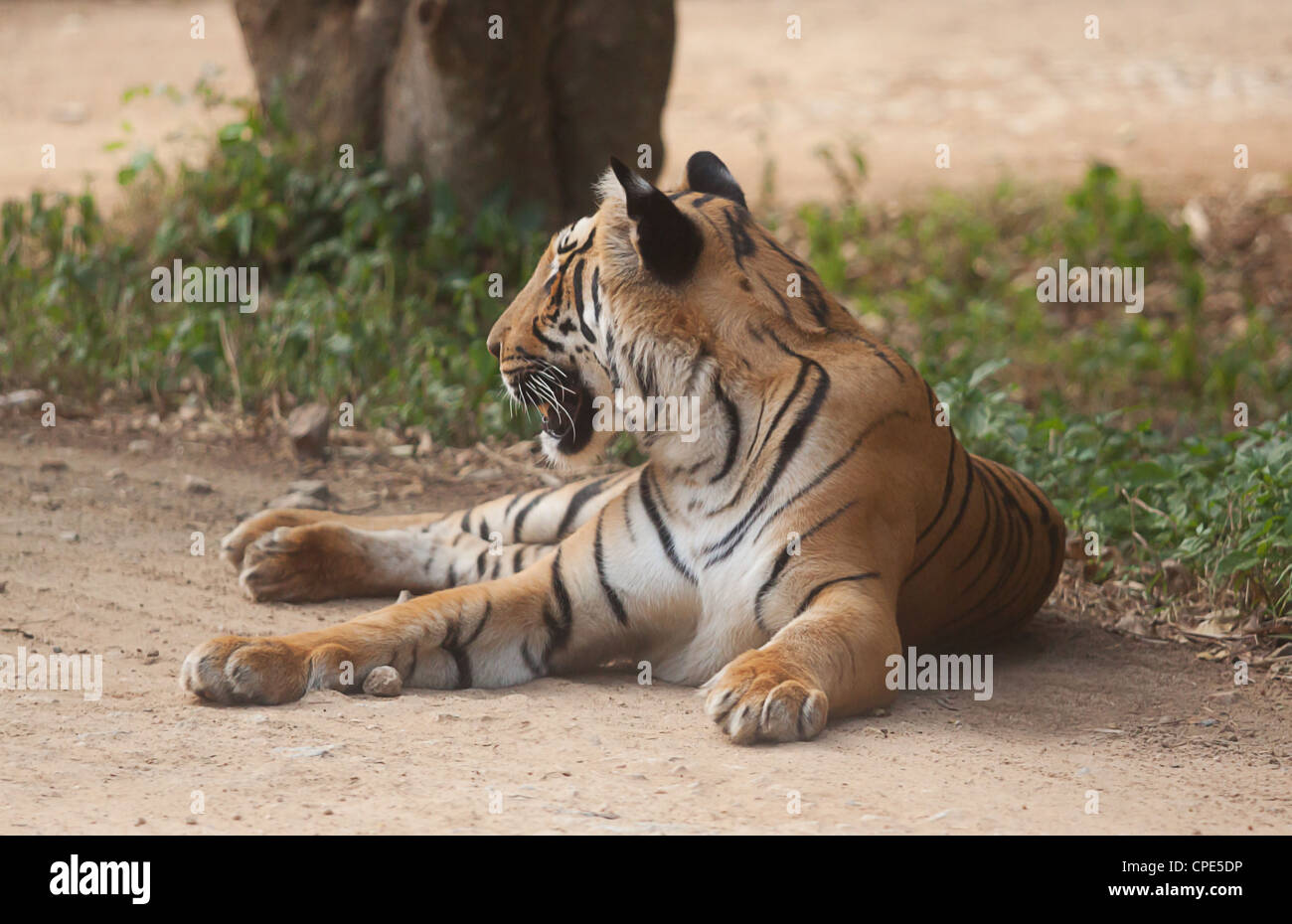 Appoggio Indian Tiger Foto Stock